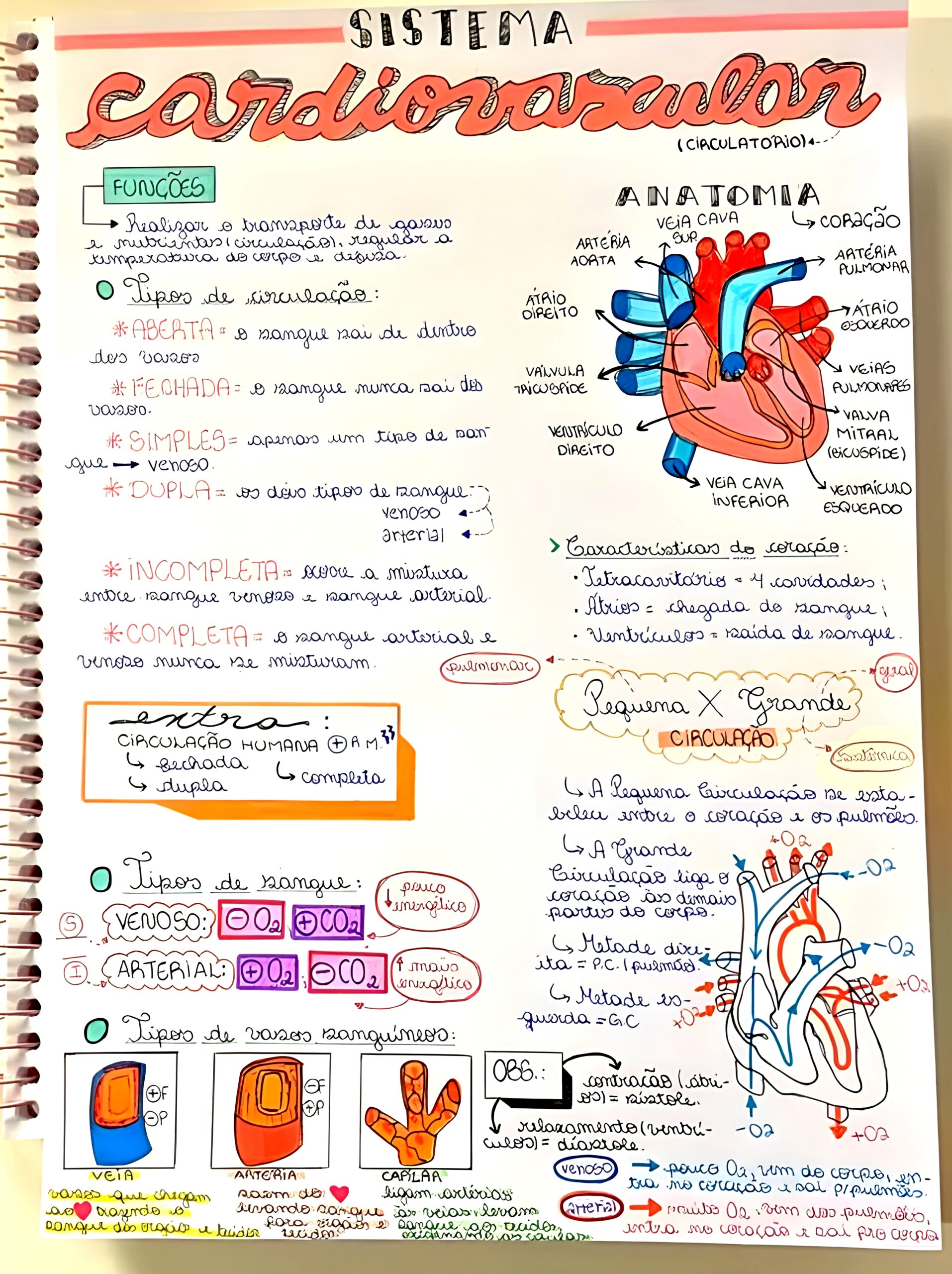 Mapa Mental Sobre Sistema Cardiovascular Maps Study