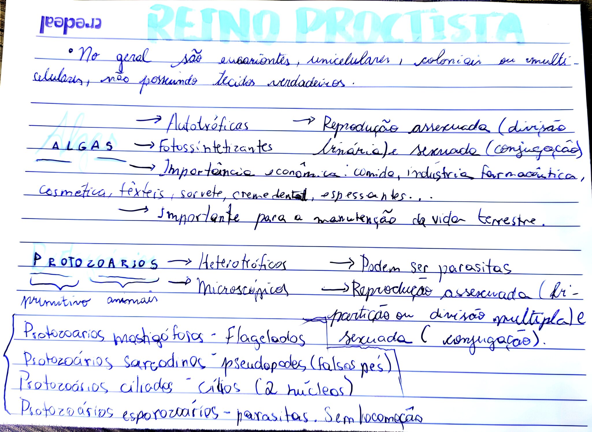 MAPA MENTAL SOBRE REINO PROTISTA Maps4Study