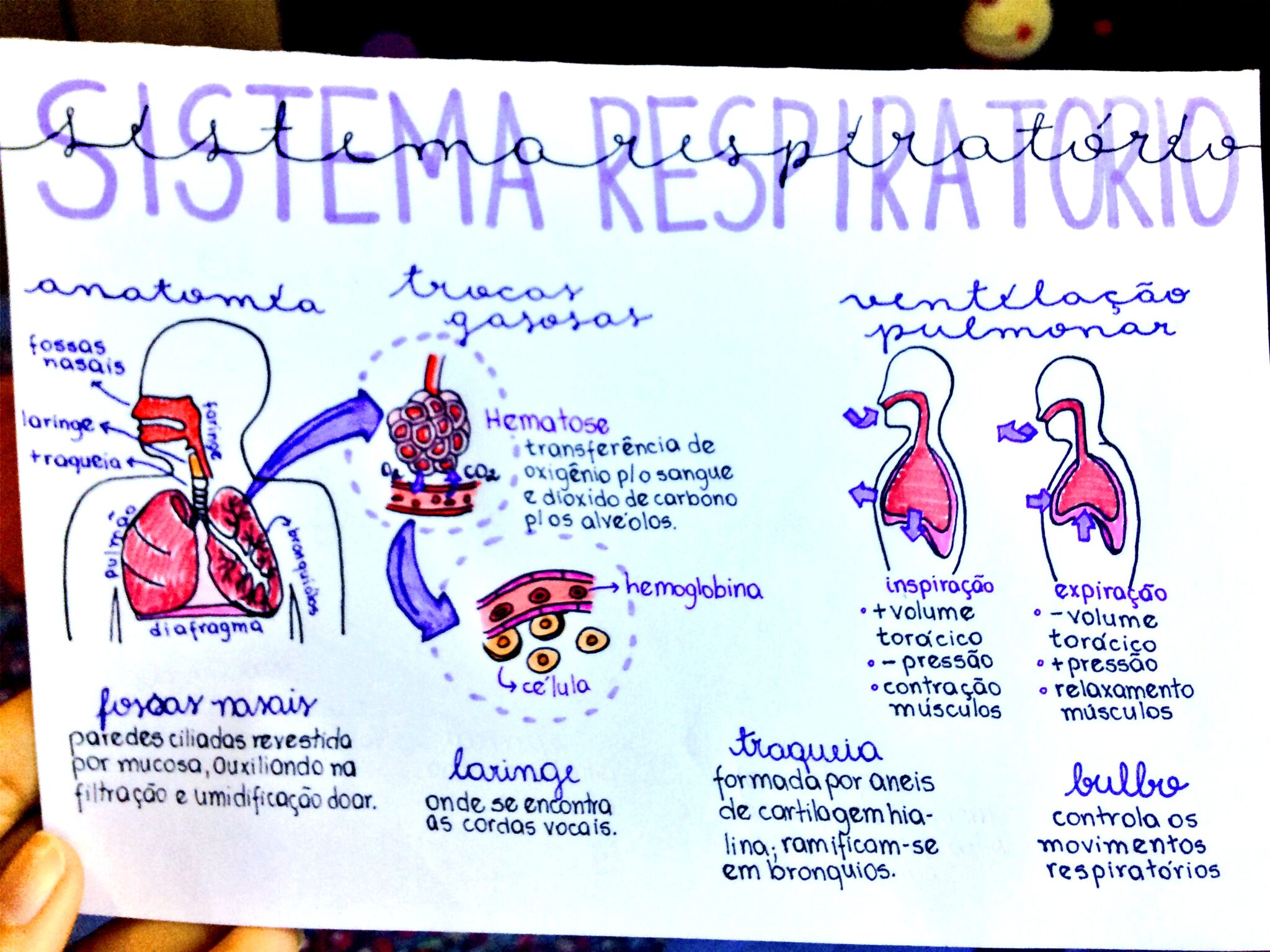 Mapa Mental Sobre Sistema Respirat Rio Maps Study