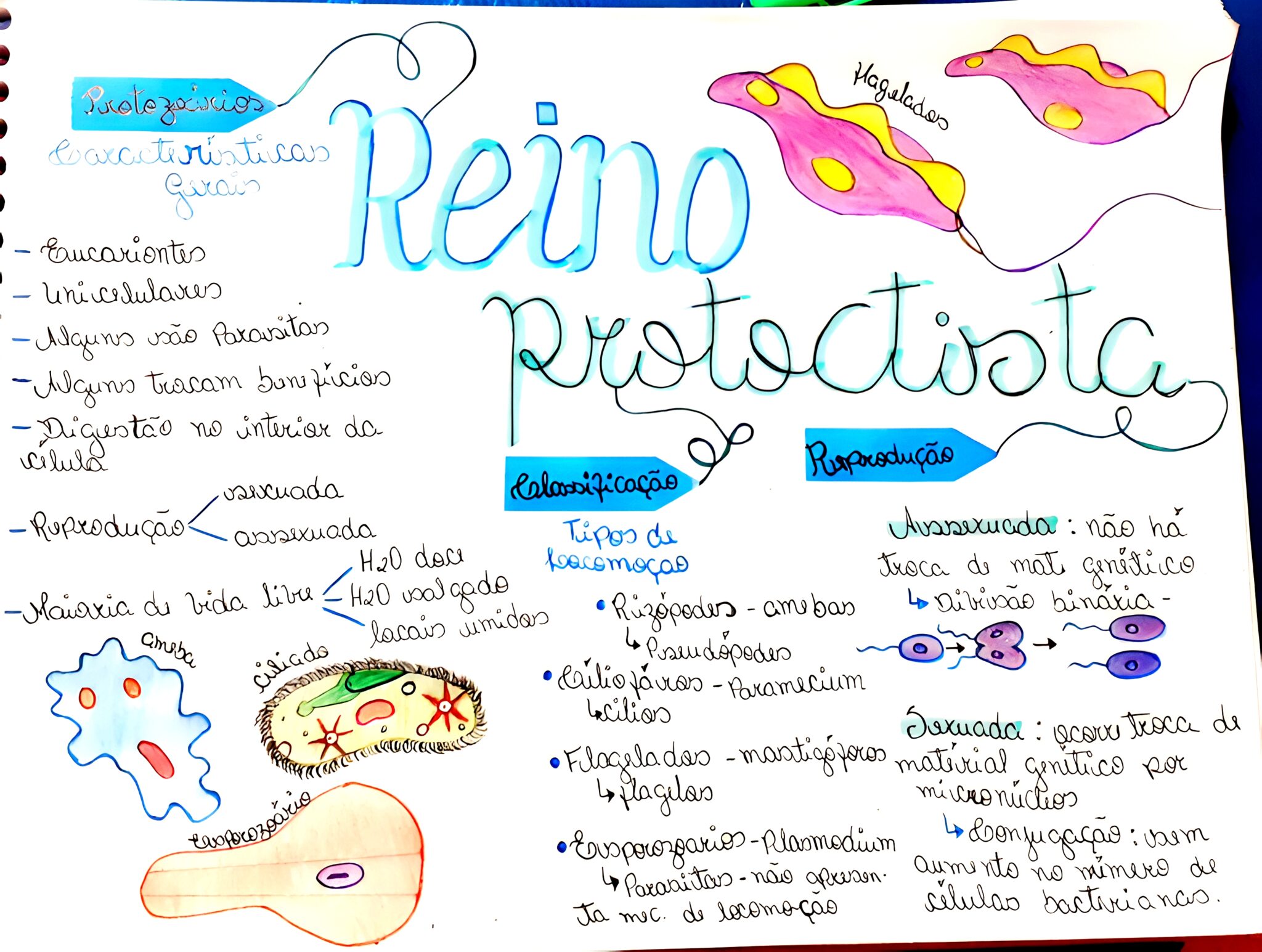 Mapa Mental Sobre Reino Protista Maps Study