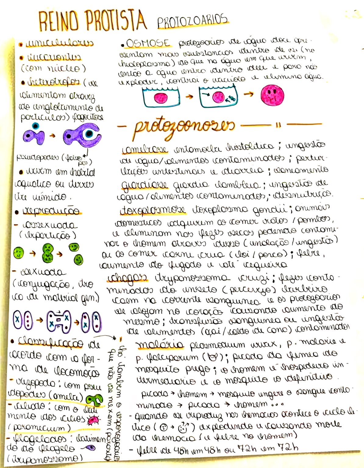 Mapa Mental Sobre Reino Protista Maps Study