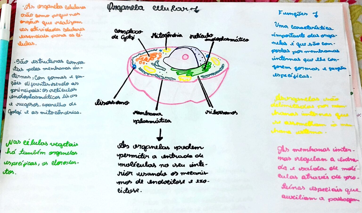 MAPA MENTAL SOBRE ORGANELAS CELULARES CITOPLASMÁTICAS Maps4Study