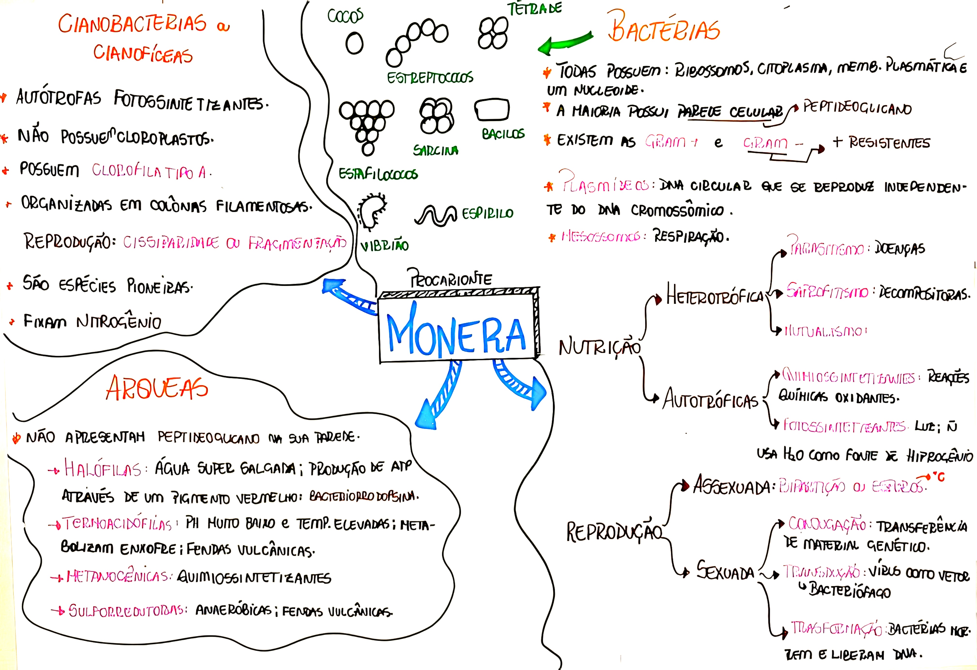 MAPA MENTAL SOBRE REINO MONERA Maps4Study