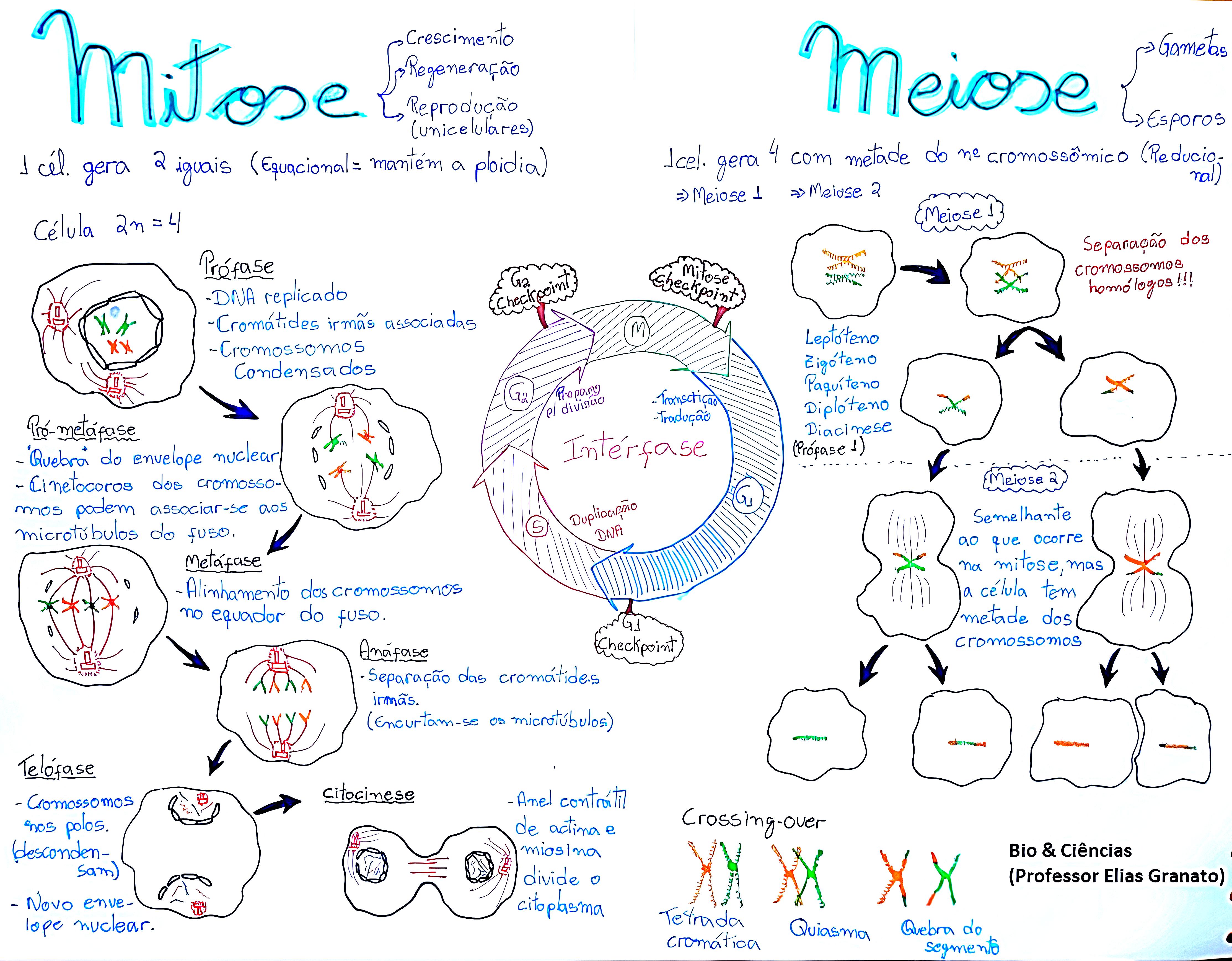 MAPA MENTAL SOBRE MITOSE Maps4Study