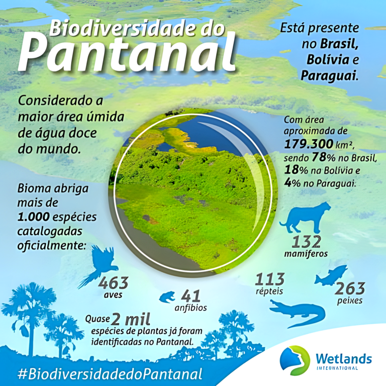 MAPA MENTAL SOBRE PANTANAL Maps4Study