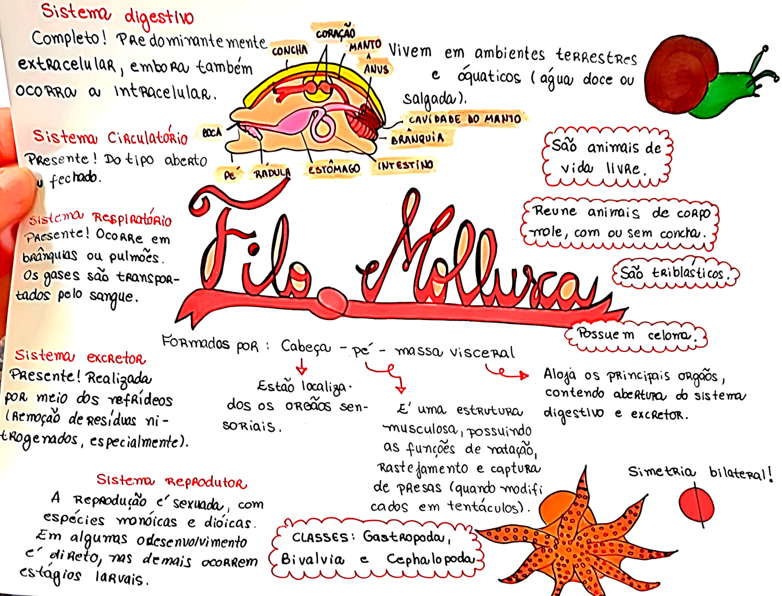 MAPA MENTAL SOBRE MOLUSCOS Maps4Study