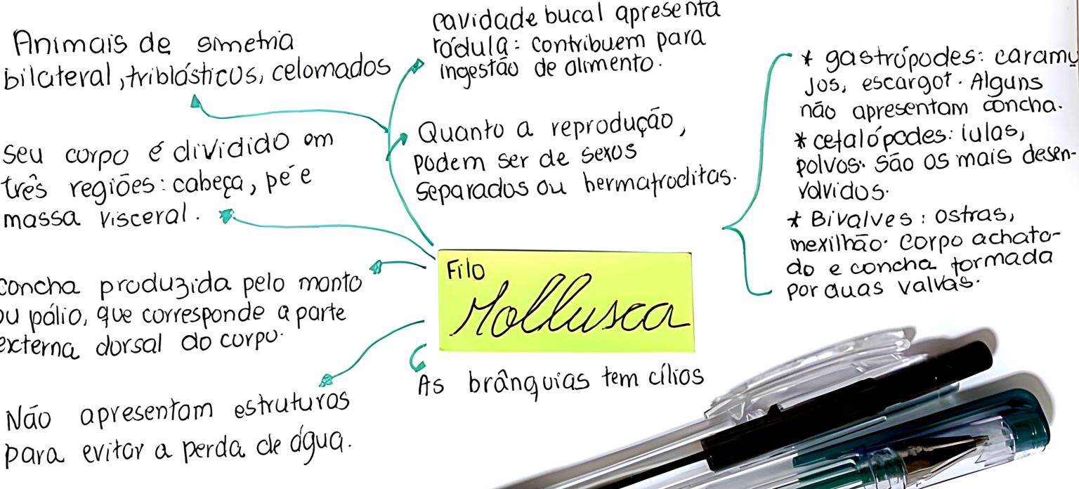 MAPA MENTAL SOBRE MOLUSCOS Maps4Study