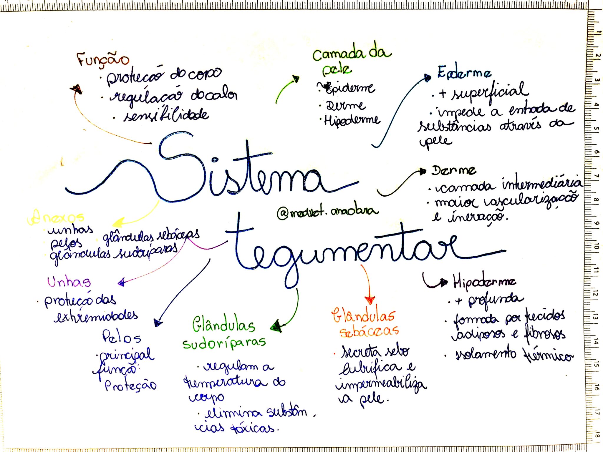 MAPA MENTAL SOBRE SISTEMA TEGUMENTAR Maps4Study