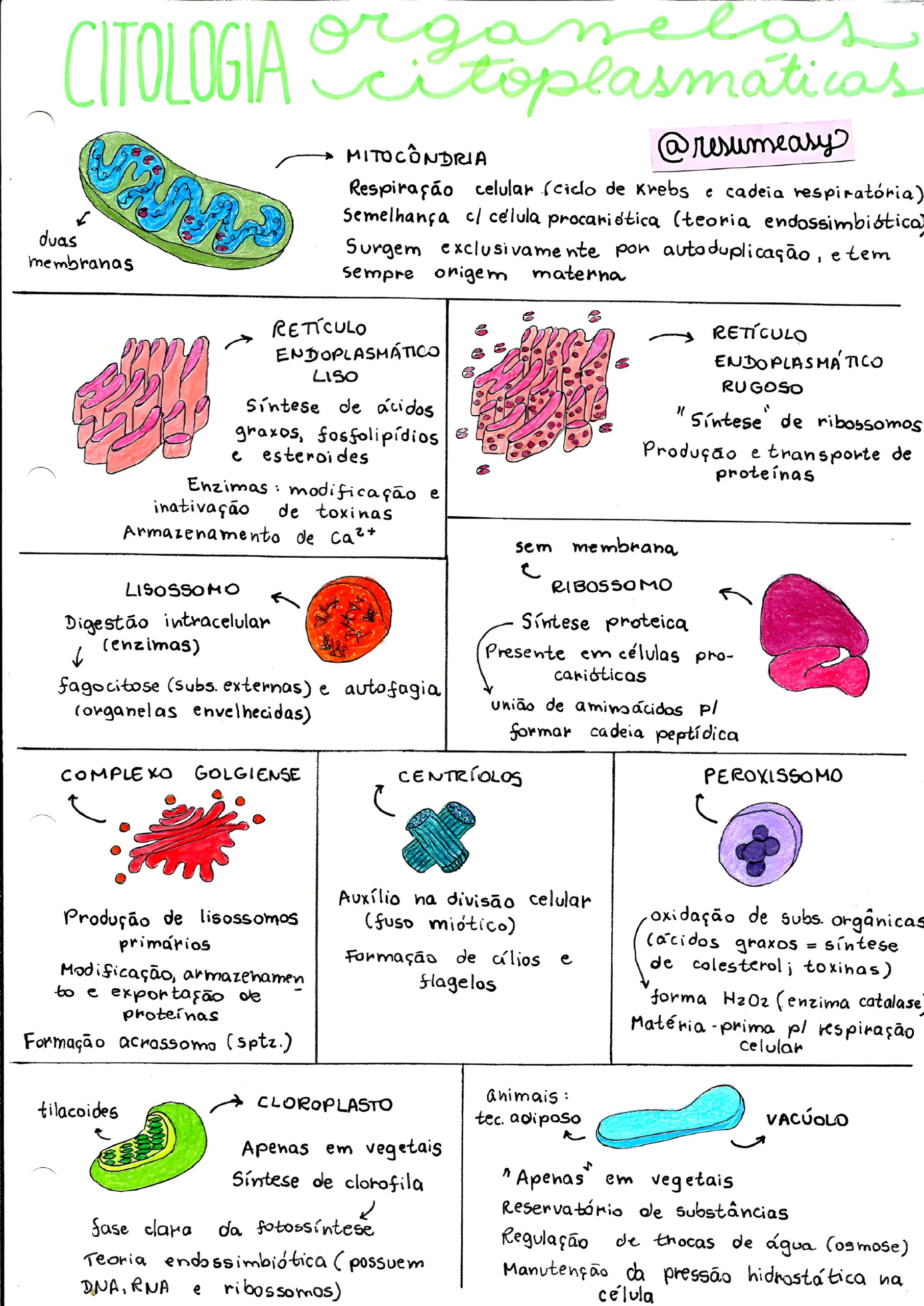 MAPA MENTAL SOBRE CITOLOGIA - Maps4Study