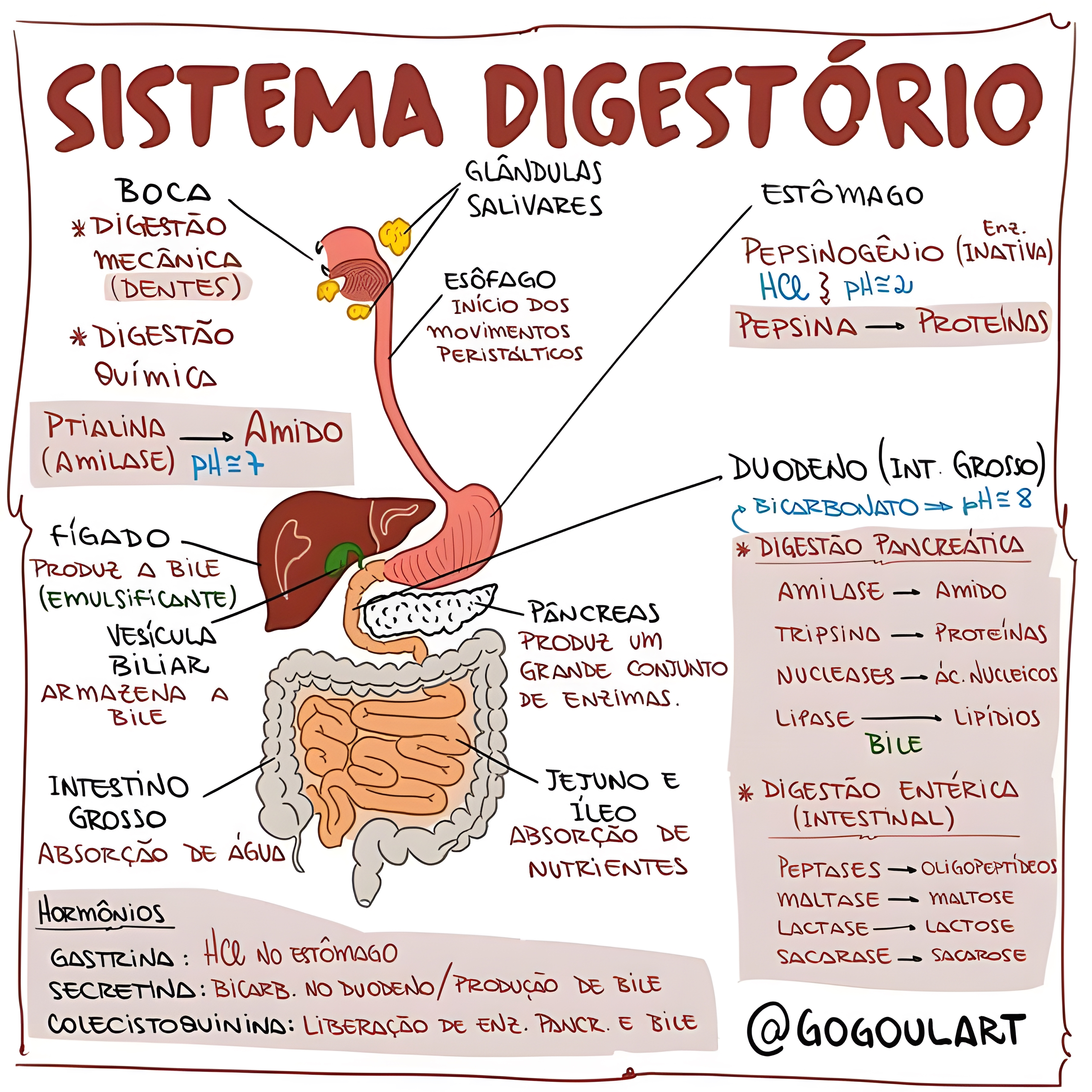 MAPA MENTAL SOBRE SISTEMA DIGESTÓRIO - Maps4Study