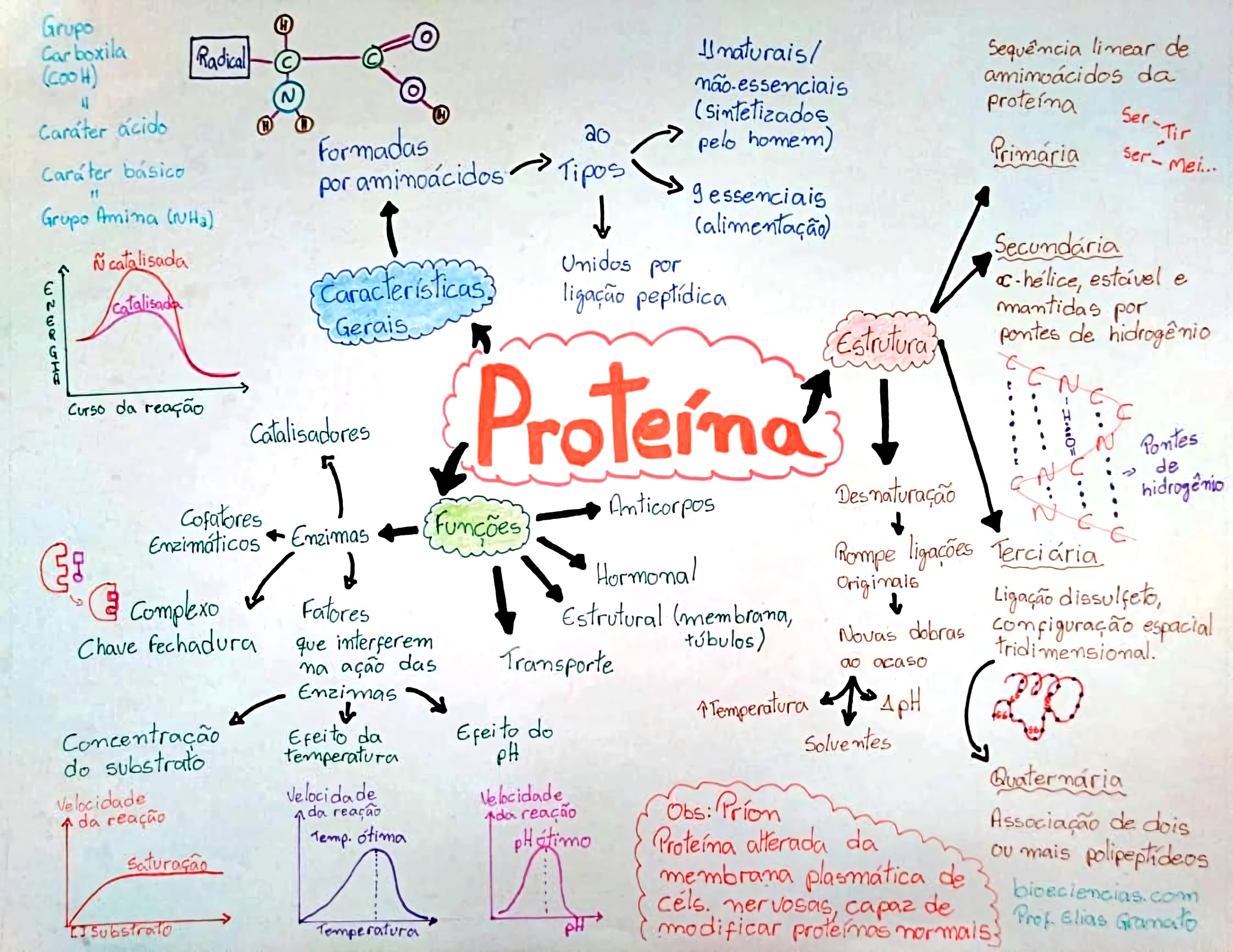 MAPA MENTAL SOBRE PROTEÍNAS - Maps4Study