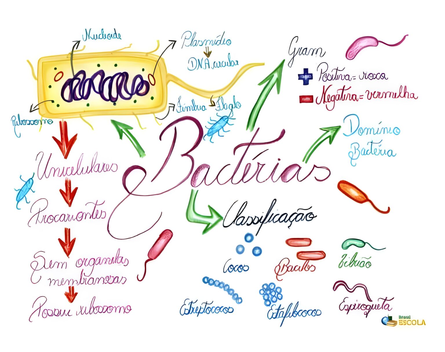 MAPA MENTAL SOBRE BACTÉRIAS - Maps4Study