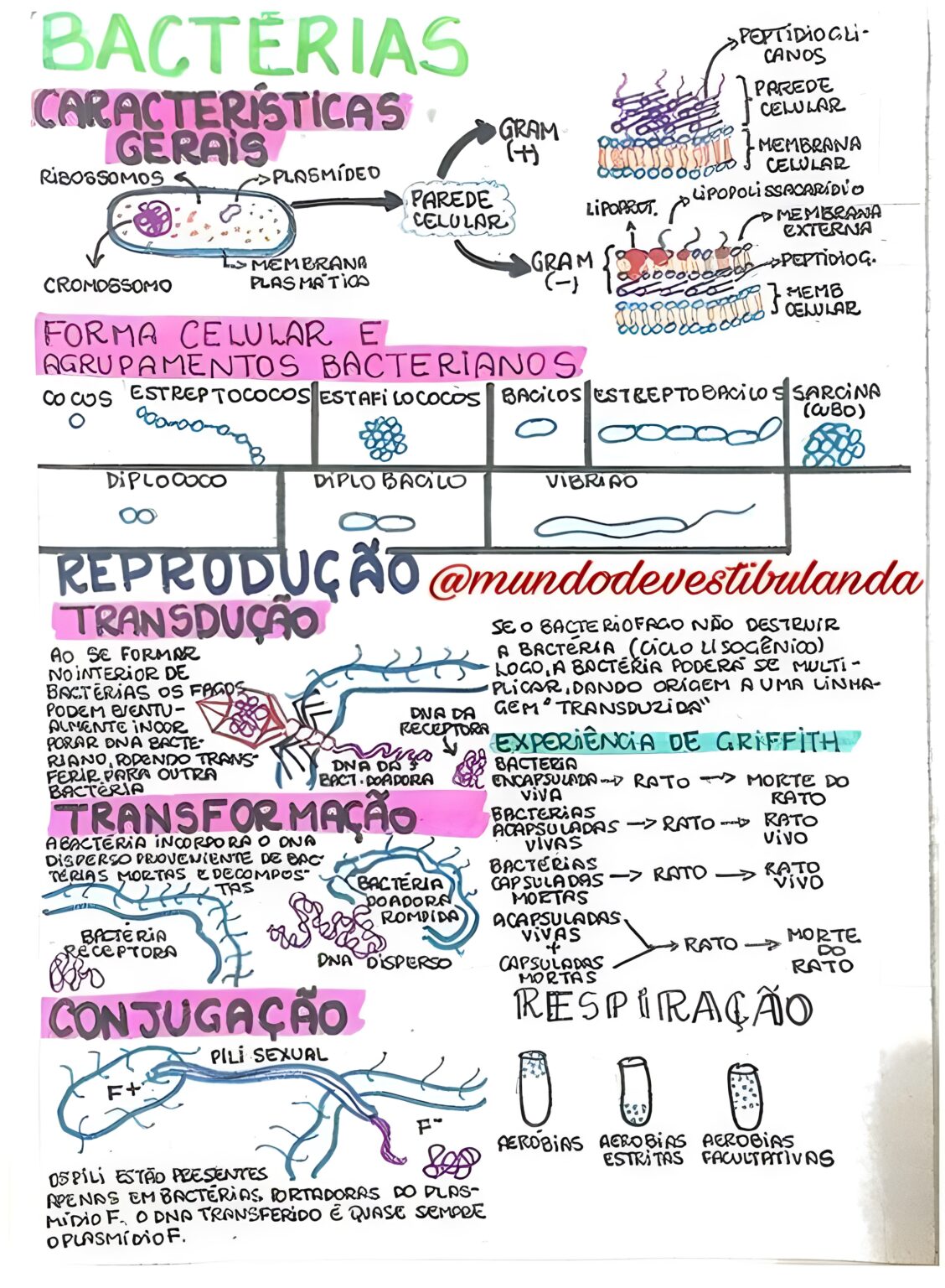 MAPA MENTAL SOBRE BACTÉRIAS - Maps4Study