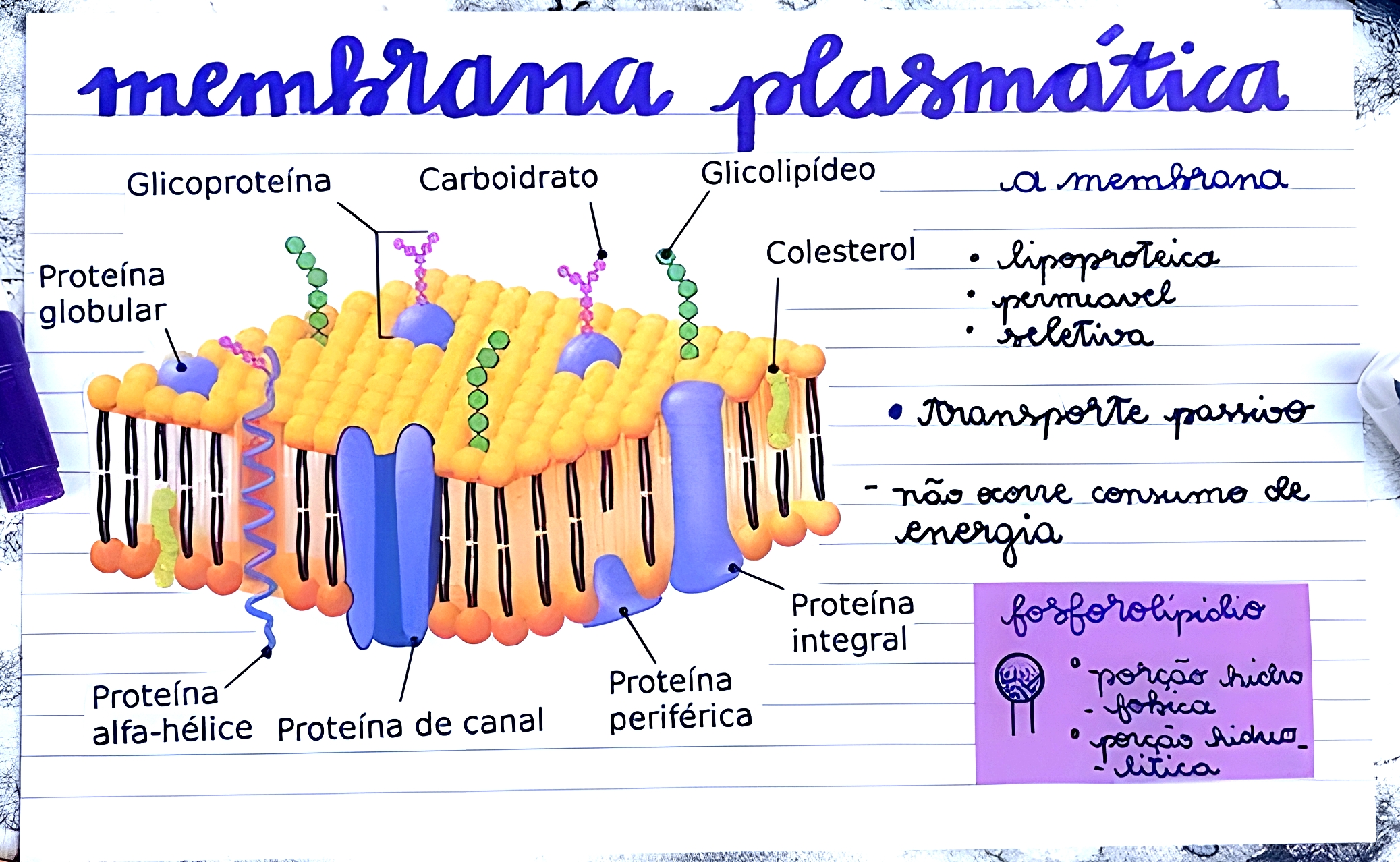 mapa mental sobre membrana plasmÁtica maps4study