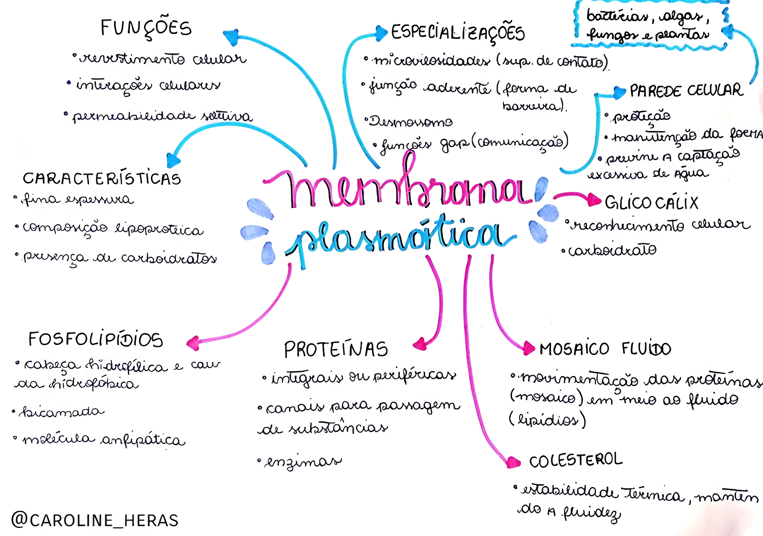 Mapa Mental Sobre Membrana Plasmática Maps4study