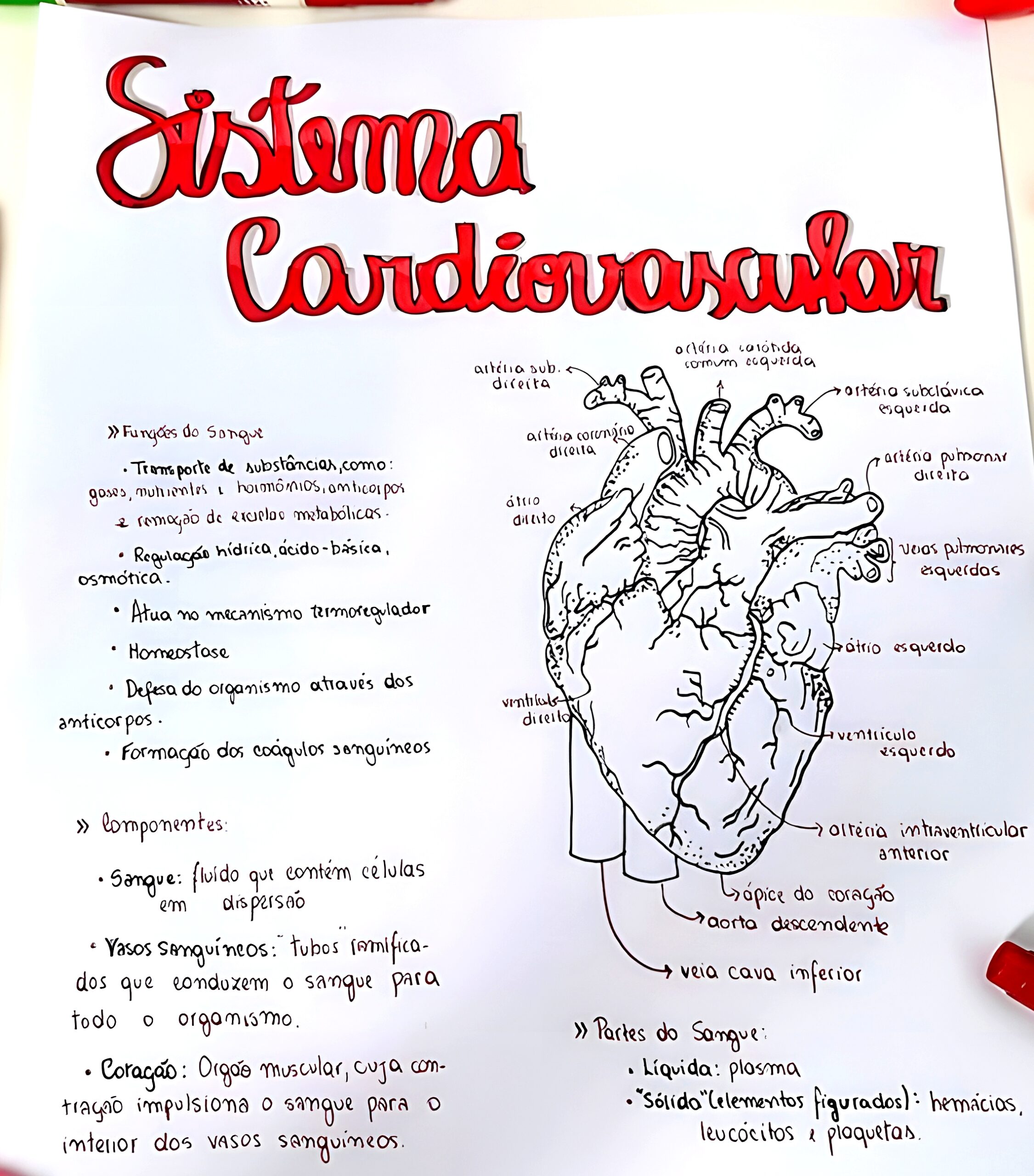 MAPA MENTAL SOBRE SISTEMA CARDIOVASCULAR - Maps4Study