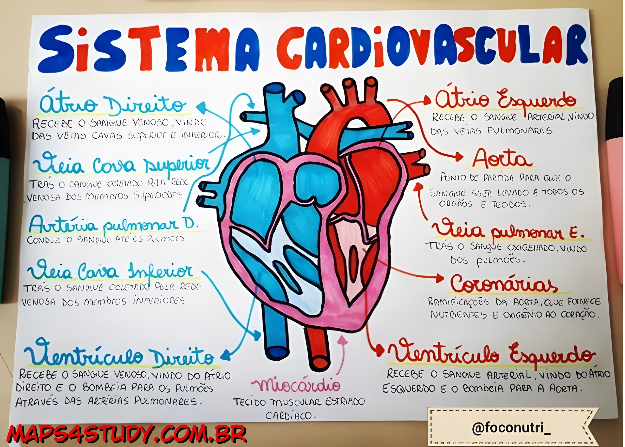 MAPA MENTAL SOBRE SISTEMA CARDIOVASCULAR - Maps4Study