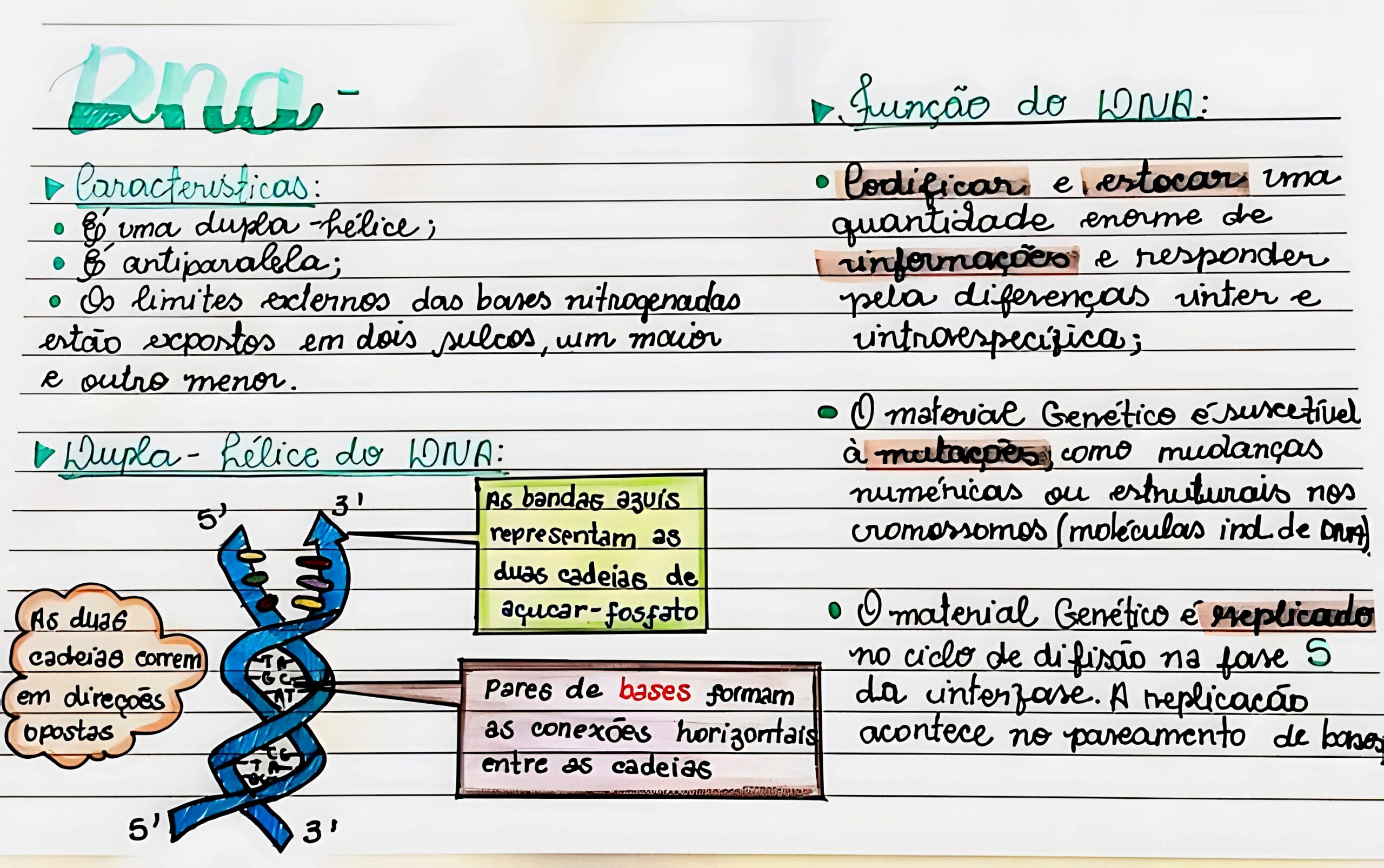 MAPA MENTAL SOBRE ÁCIDOS NUCLEICOS: DNA E RNA - Maps4Study