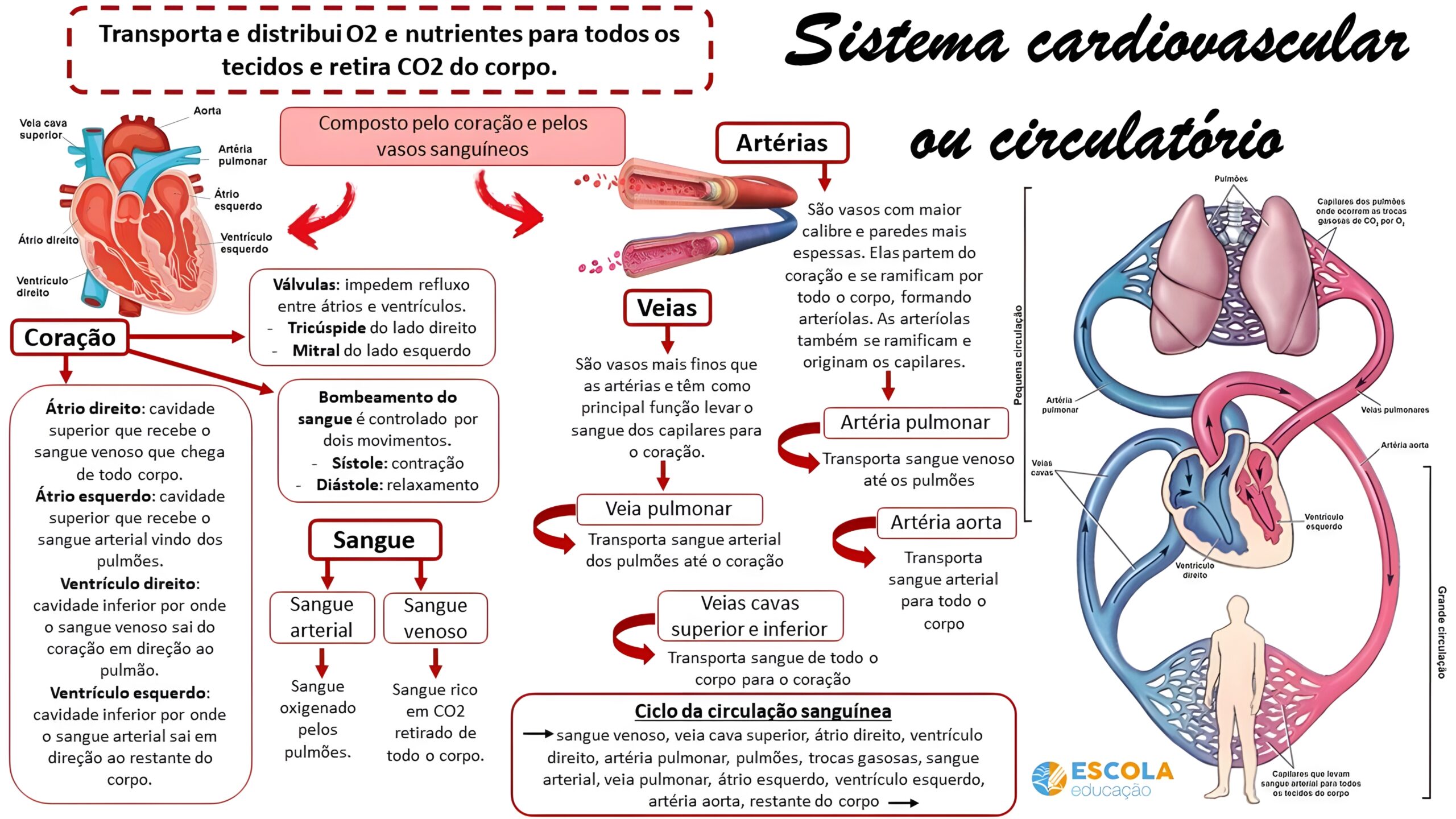 MAPA MENTAL SOBRE SISTEMA CARDIOVASCULAR - Maps4Study