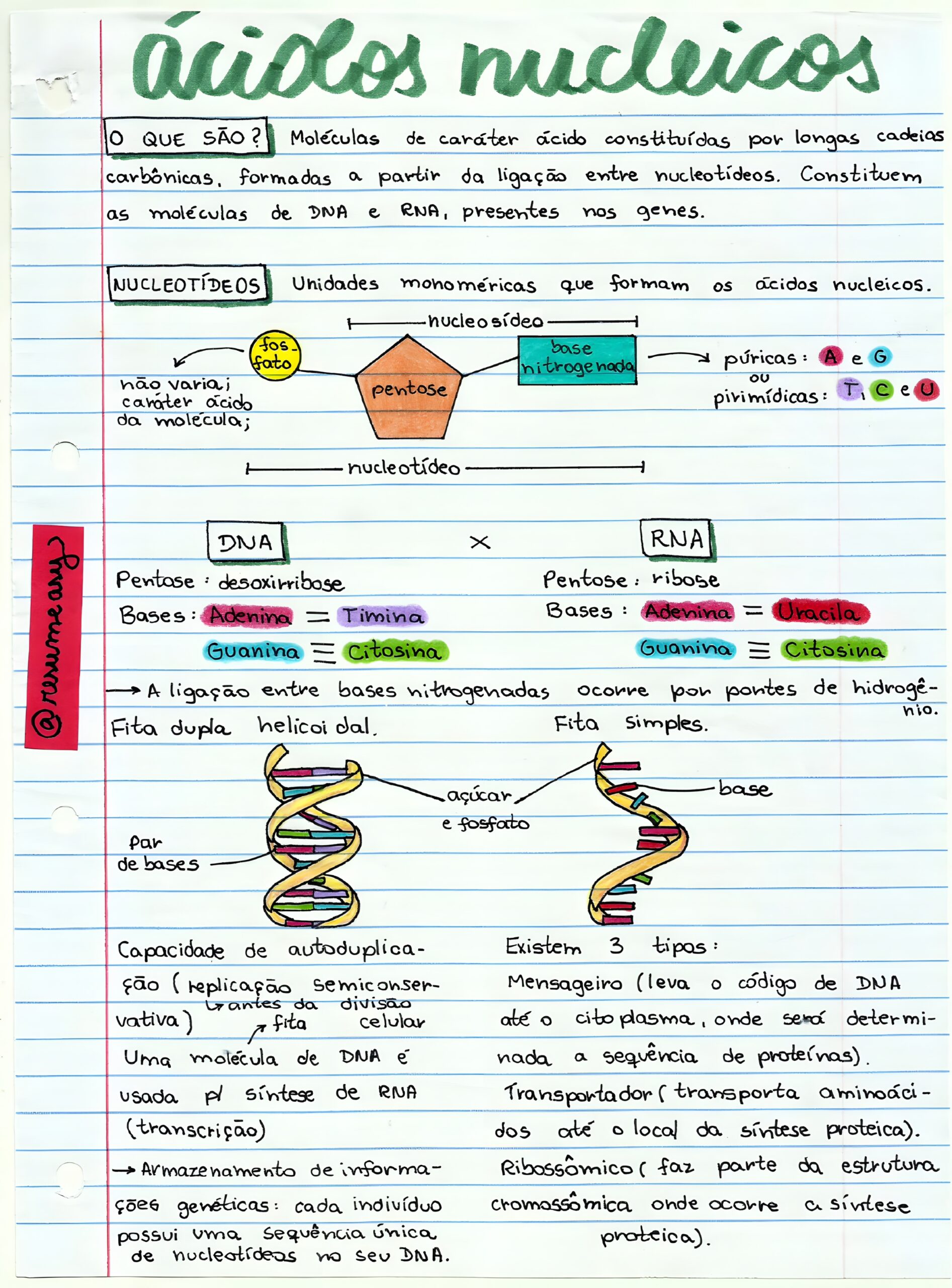 MAPA MENTAL SOBRE ÁCIDOS NUCLEICOS: DNA E RNA - Maps4Study