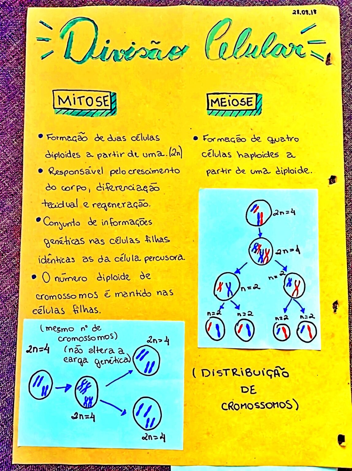 MAPA MENTAL SOBRE DIVISÃO CELULAR - Maps4Study