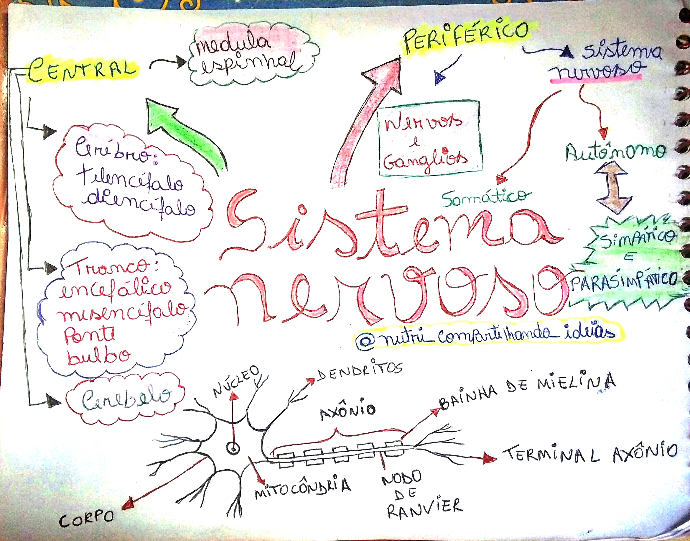 MAPA MENTAL SOBRE SISTEMA NERVOSO - Maps4Study