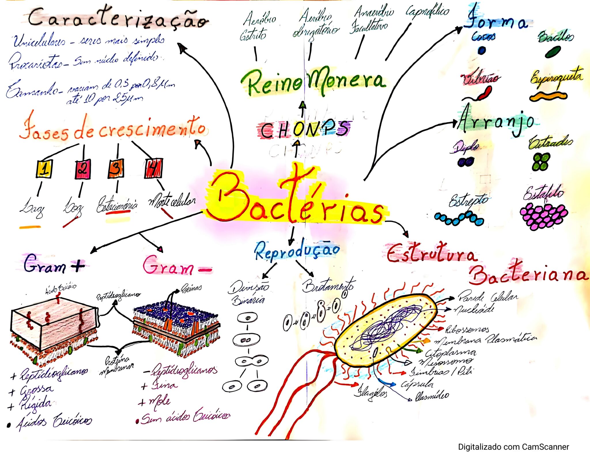 MAPA MENTAL SOBRE BACTÉRIAS - Maps4Study