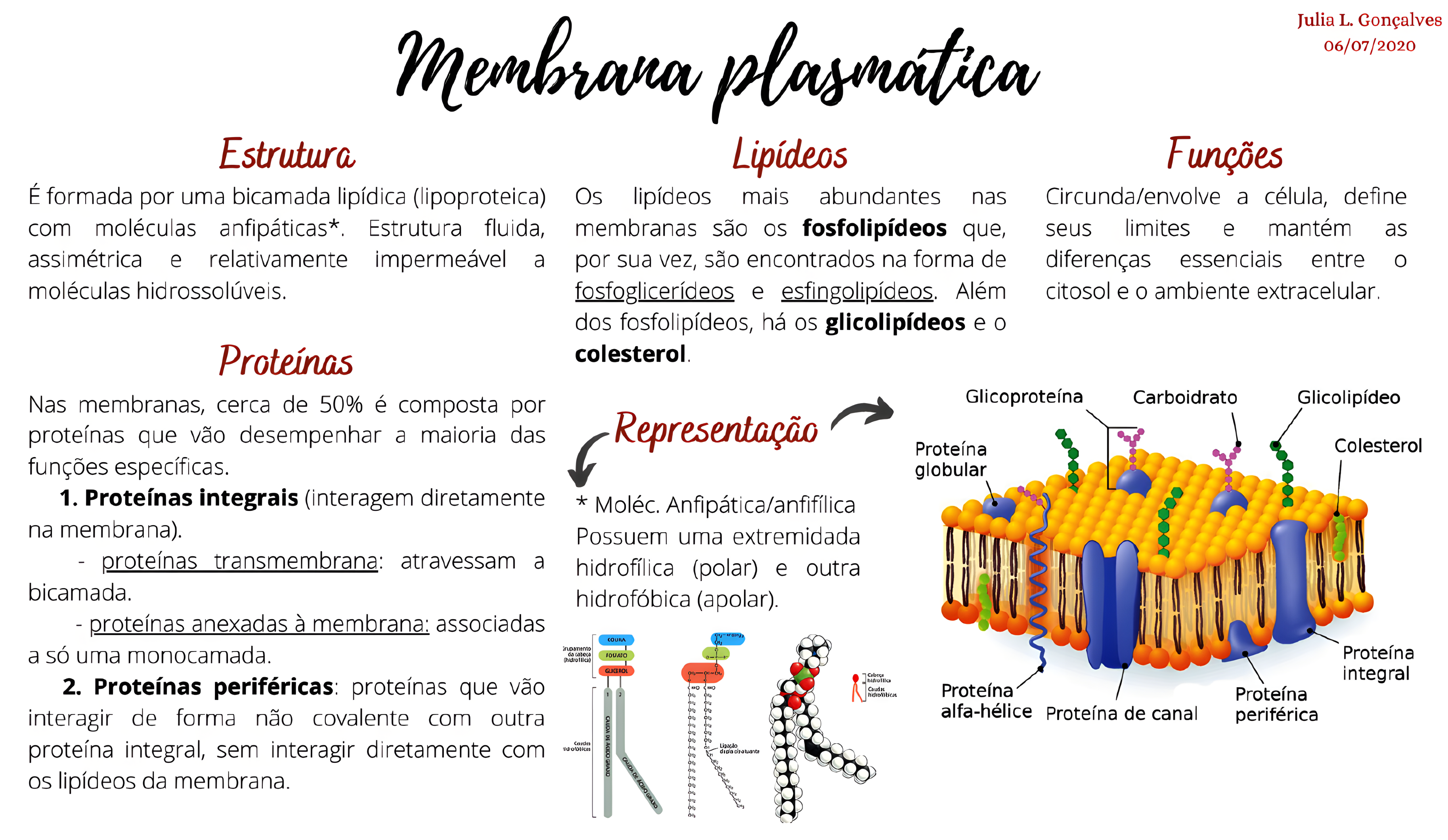 Mapa Conceptual De La Membrana Plasmatica