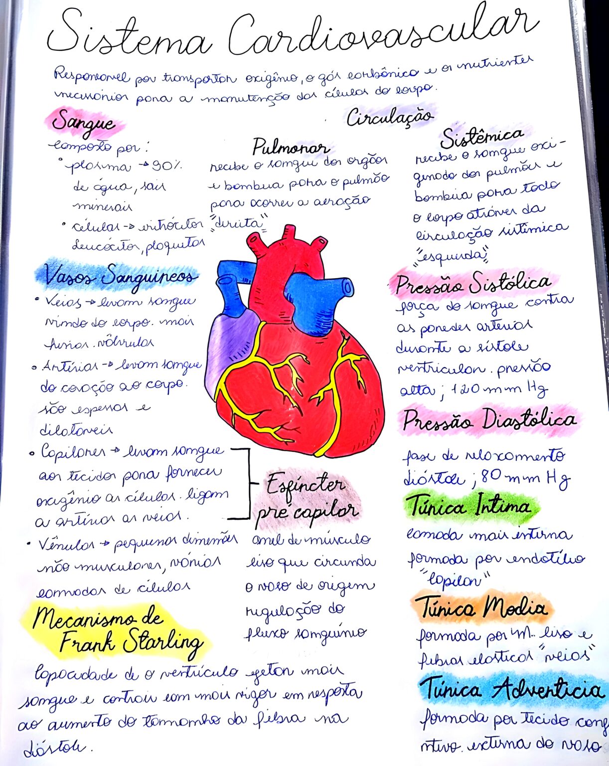 MAPA MENTAL SOBRE SISTEMA CARDIOVASCULAR - Maps4Study