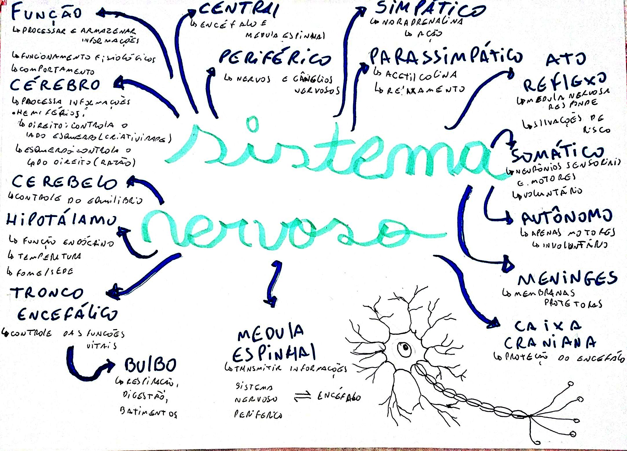 MAPA MENTAL SOBRE SISTEMA NERVOSO - Maps4Study