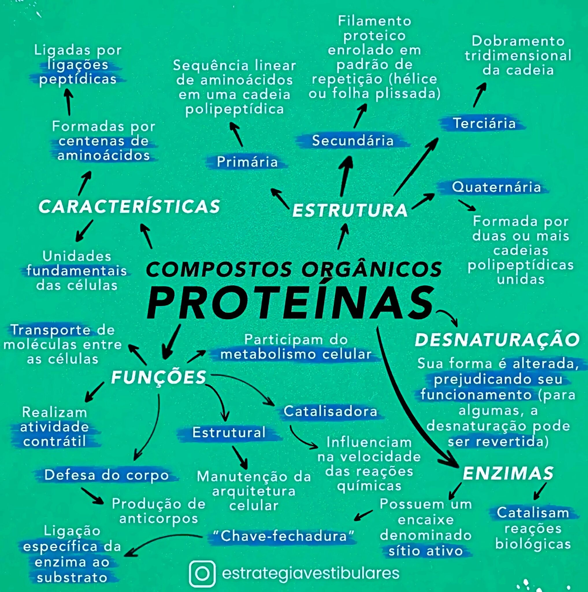 MAPA MENTAL SOBRE PROTEÍNAS - Maps4Study