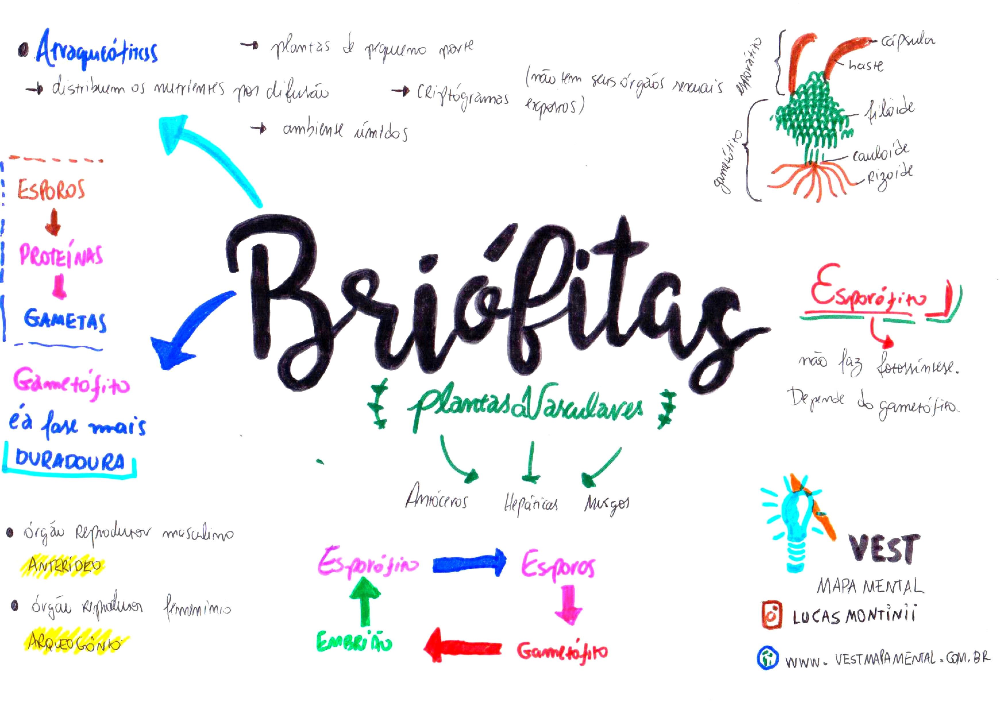 MAPA MENTAL SOBRE BRIÓFITAS