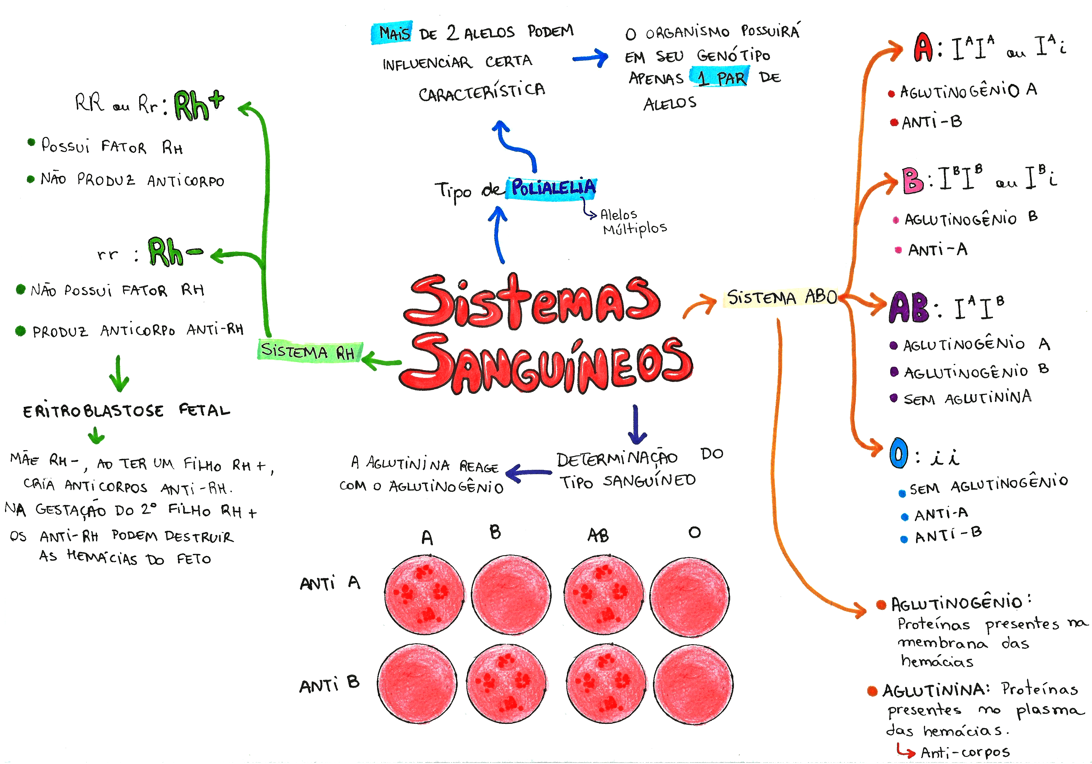 MAPA MENTAL SOBRE GRUPOS SANGUÍNEOS - Maps4Study