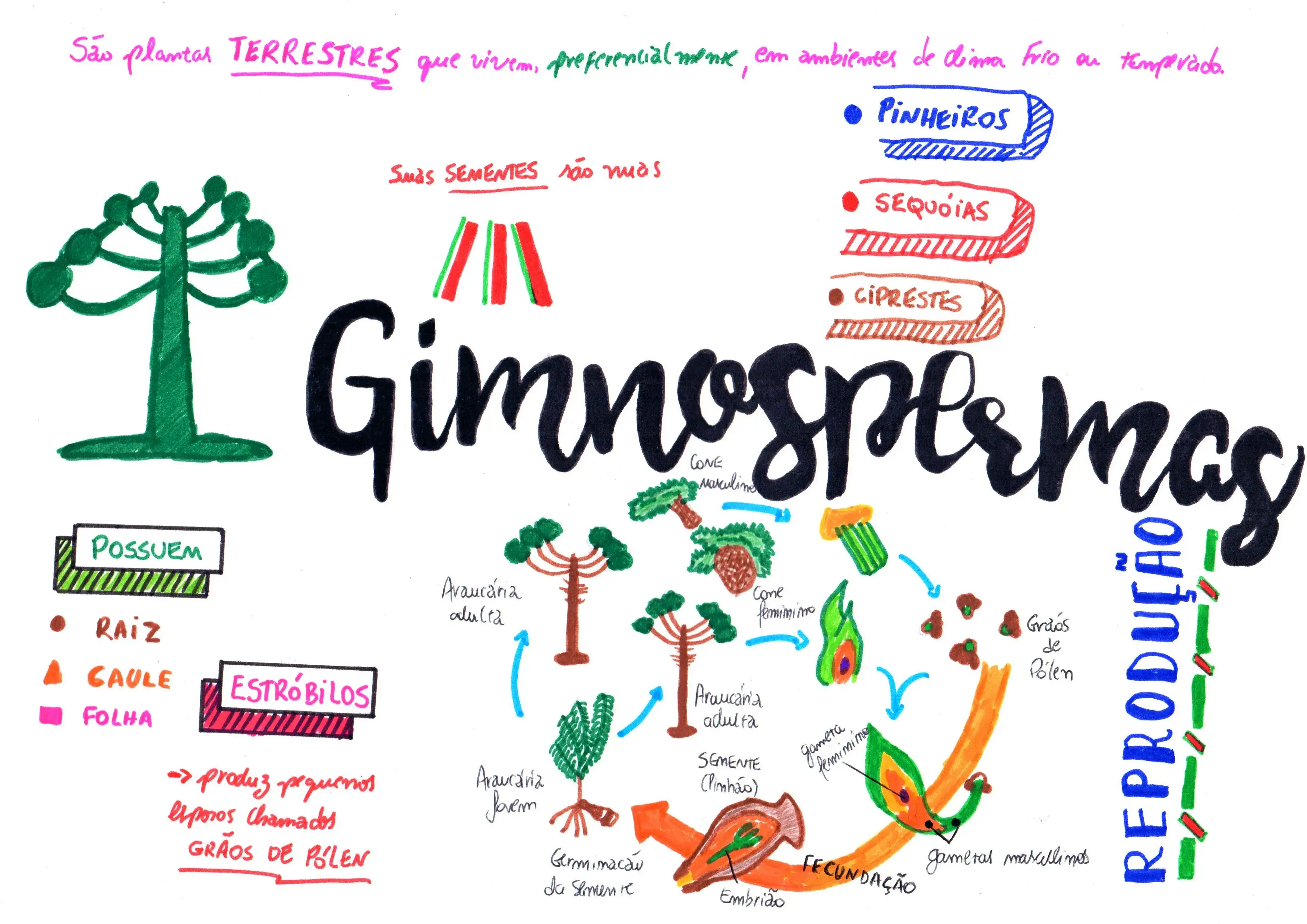 MAPA MENTAL SOBRE GIMNOSPERMAS