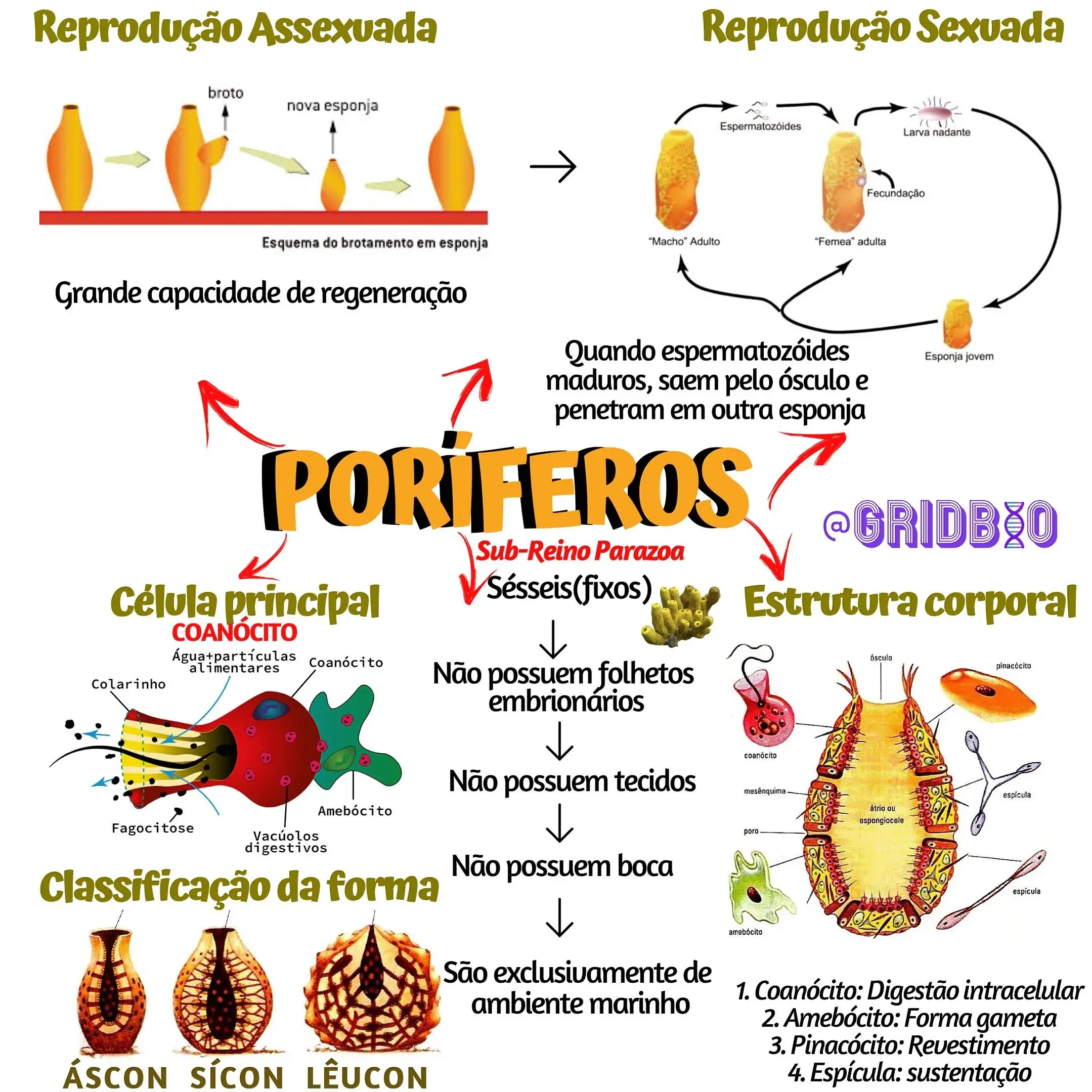 MAPA MENTAL SOBRE PORÍFEROS