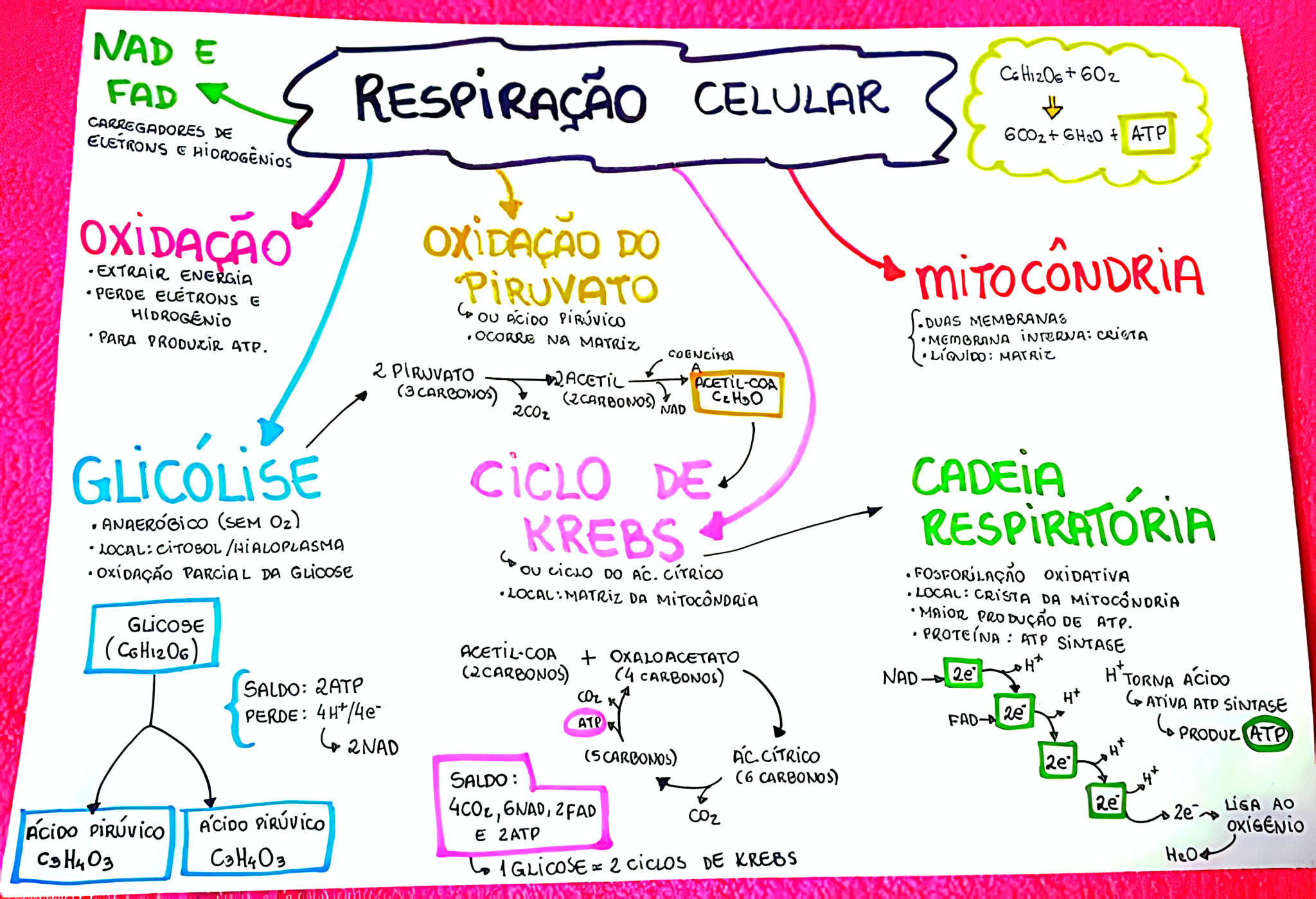 MAPA MENTAL SOBRE RESPIRAÇÃO CELULAR - Maps4Study
