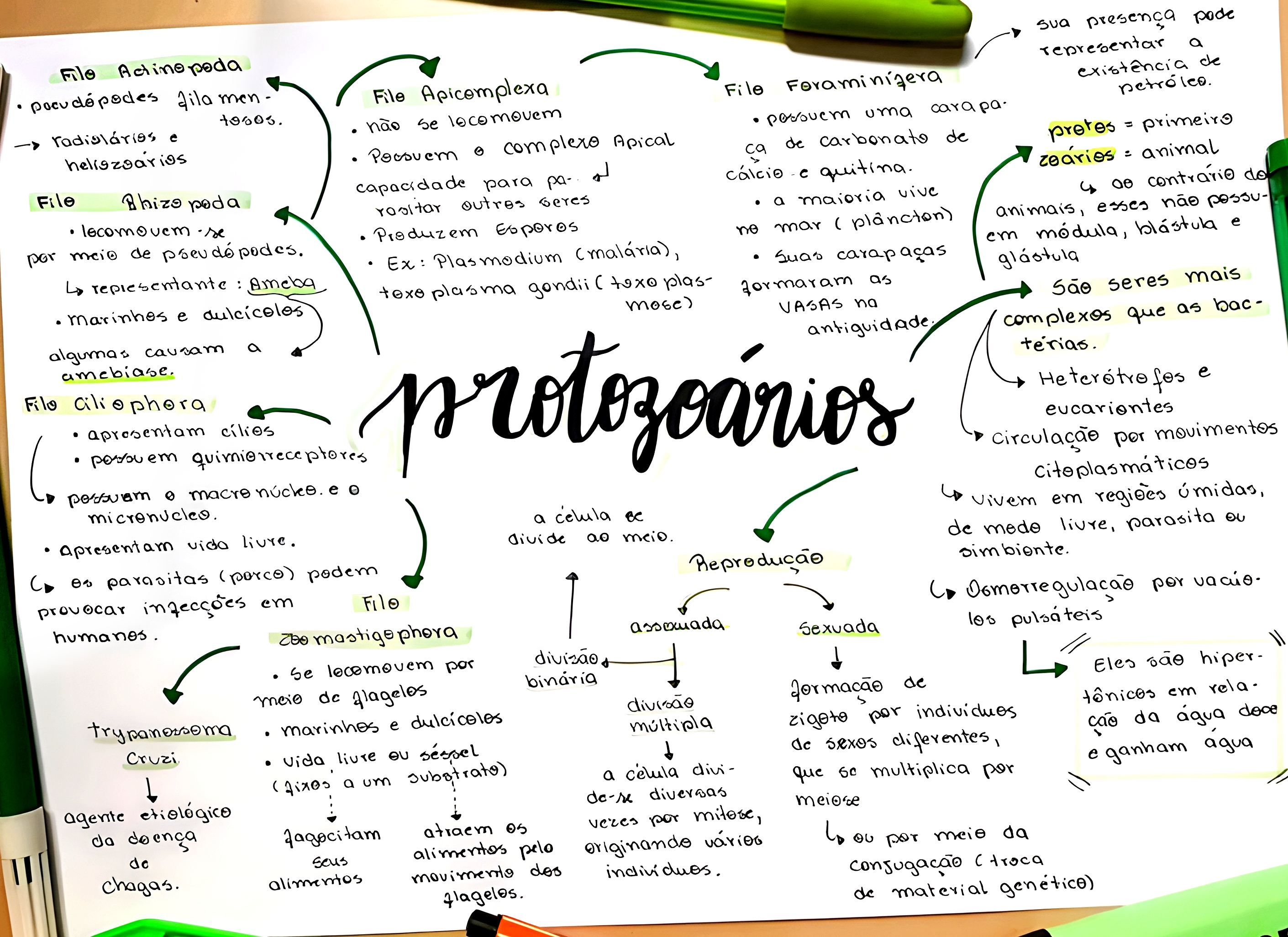 MAPA MENTAL SOBRE PROTOZOÁRIOS - Maps4Study