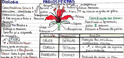 MAPA MENTAL SOBRE ANGIOSPERMAS