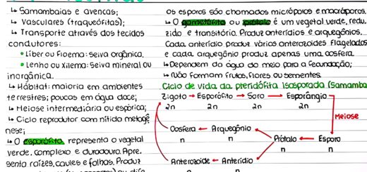 MAPA MENTAL SOBRE PTERIDÓFITAS