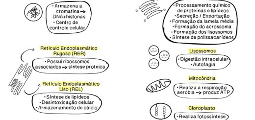MAPA MENTAL SOBRE ORGANELAS CELULARES/CITOPLASMÁTICAS
