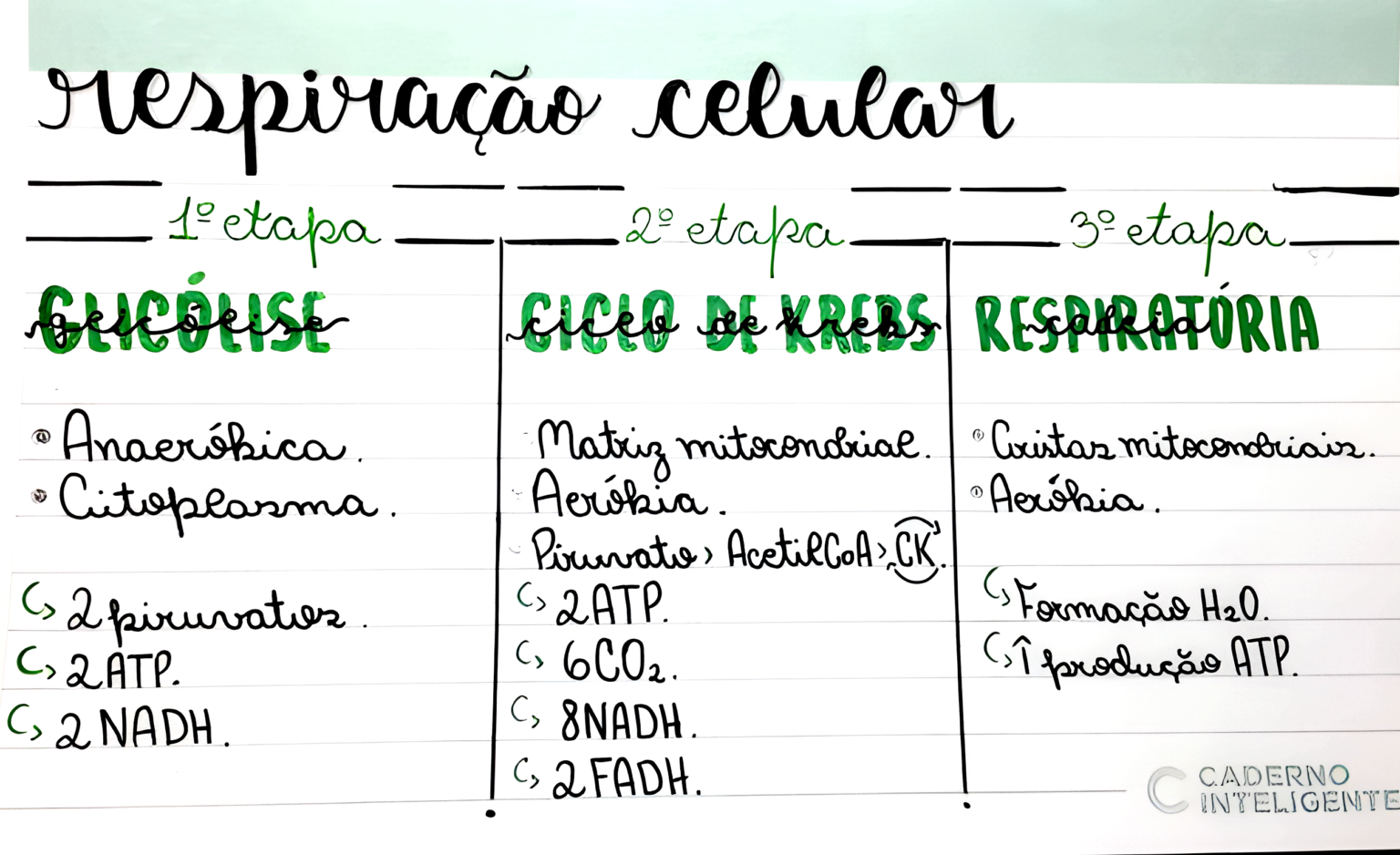MAPA MENTAL SOBRE RESPIRAÇÃO CELULAR - Maps4Study