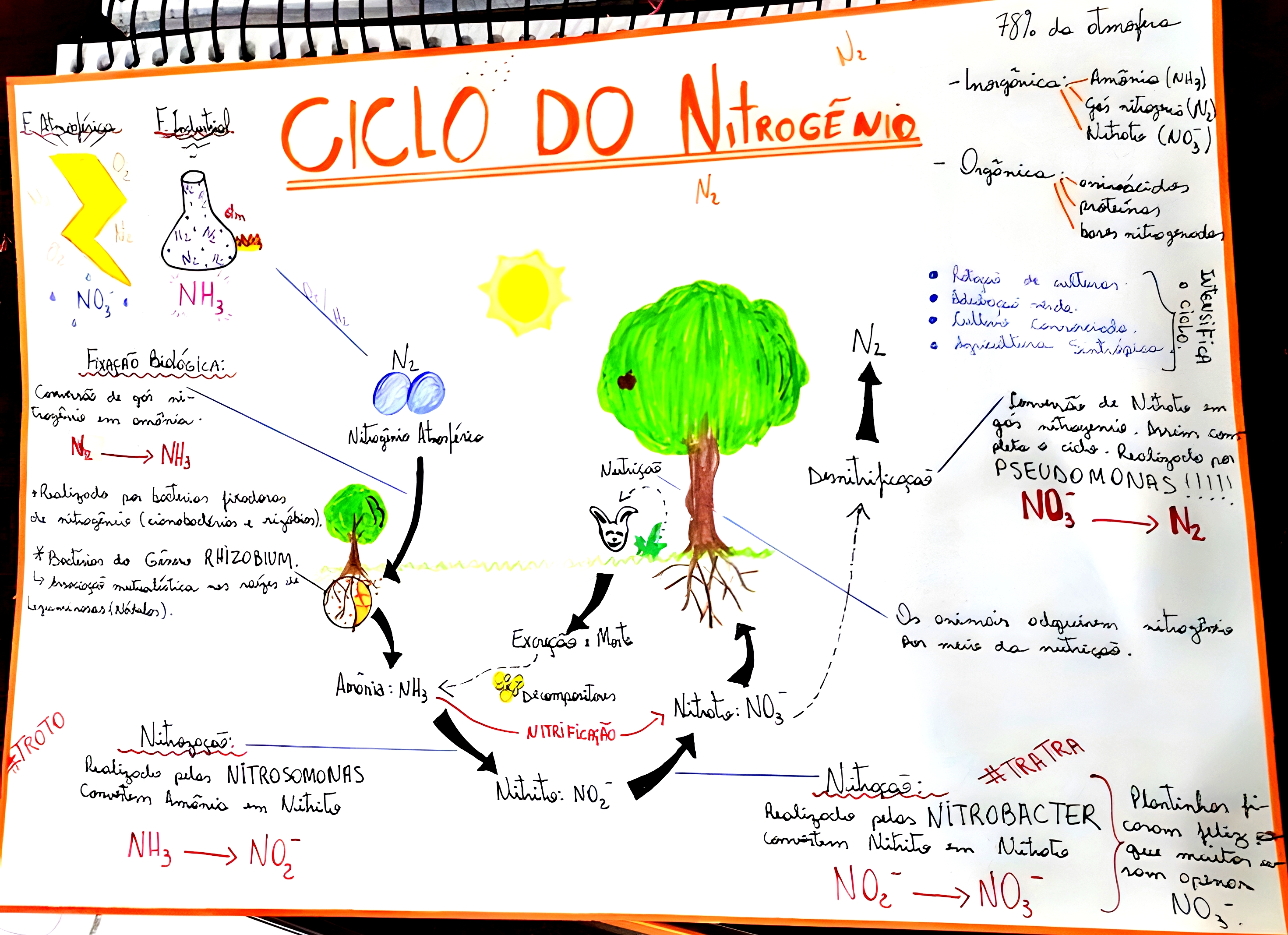 MAPA MENTAL SOBRE CICLO DO NITROGÊNIO - Maps4Study