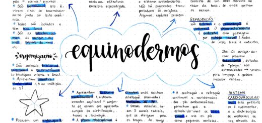 MAPA MENTAL SOBRE EQUINODERMOS