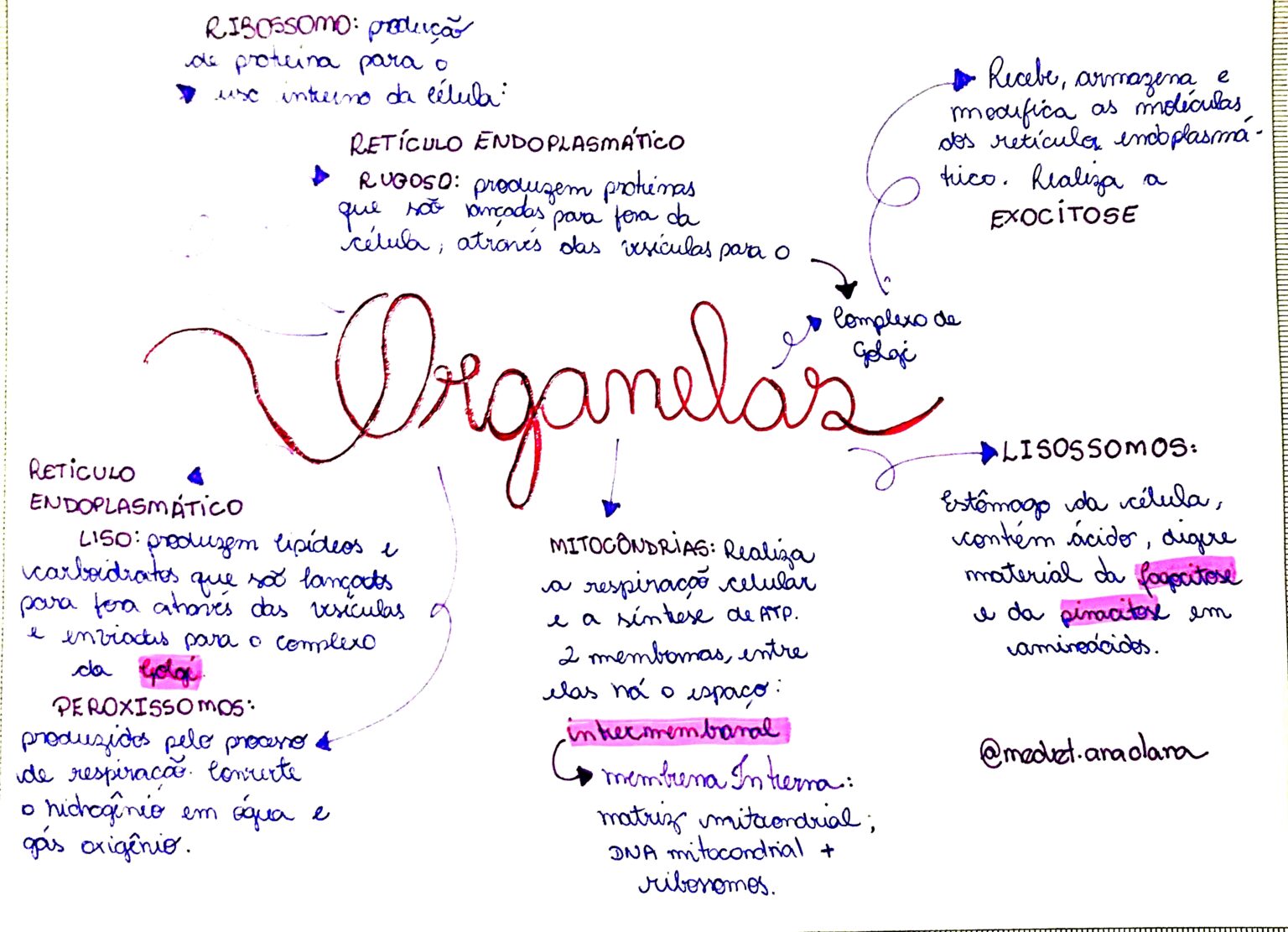 MAPA MENTAL SOBRE ORGANELAS CELULARES/CITOPLASMÁTICAS - Maps4Study