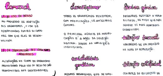 MAPA MENTAL SOBRE EVOLUÇÃO