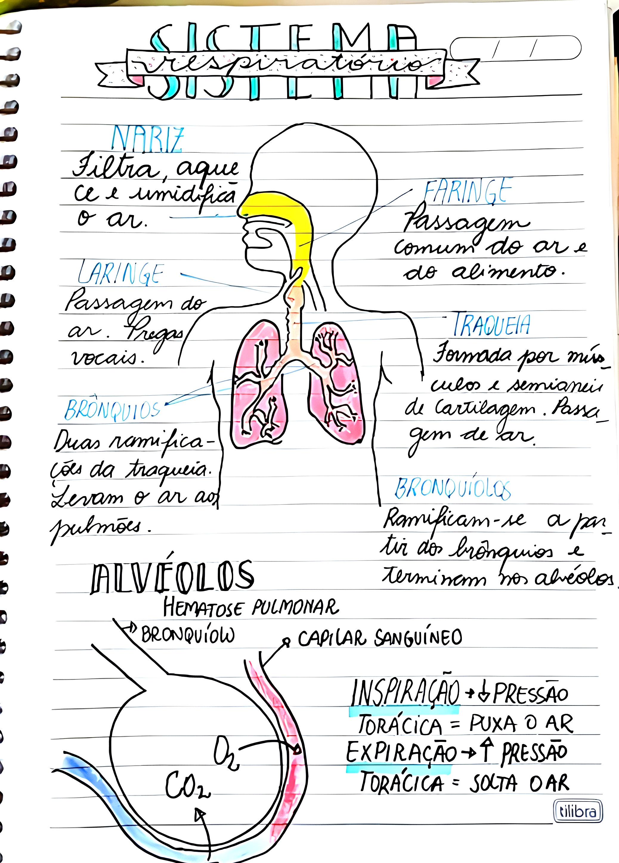 MAPA MENTAL SOBRE SISTEMA RESPIRATÓRIO - Maps4Study