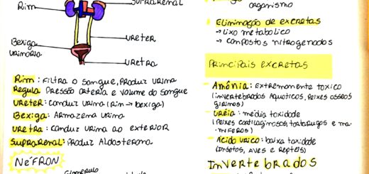 MAPA MENTAL SOBRE SISTEMA EXCRETOR