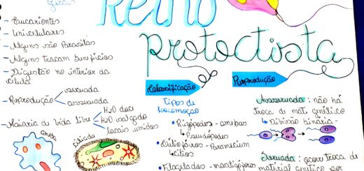 MAPA MENTAL SOBRE REINO PROTISTA