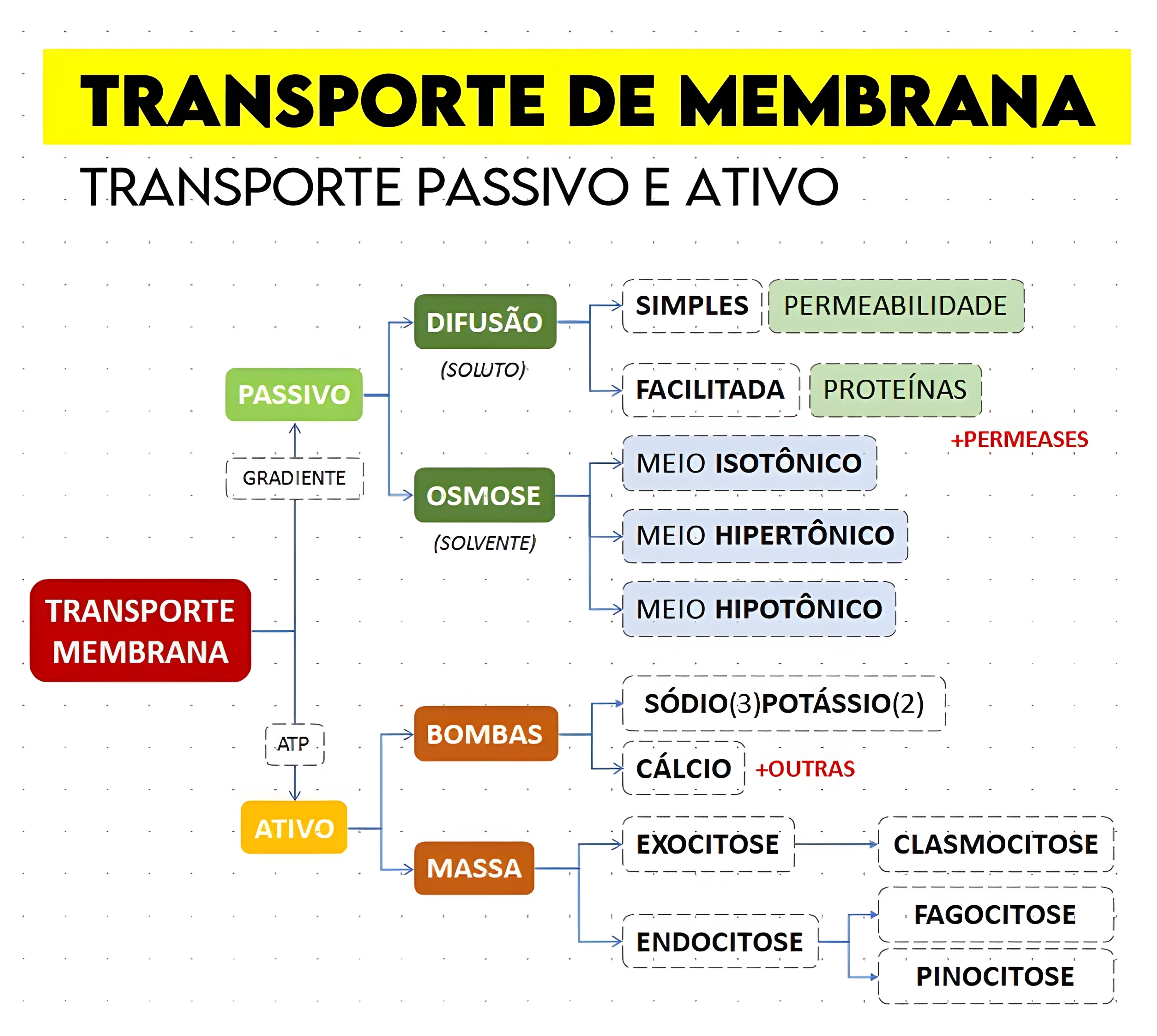 MAPA MENTAL SOBRE TRANSPORTE PELA MEMBRANA - Maps4Study