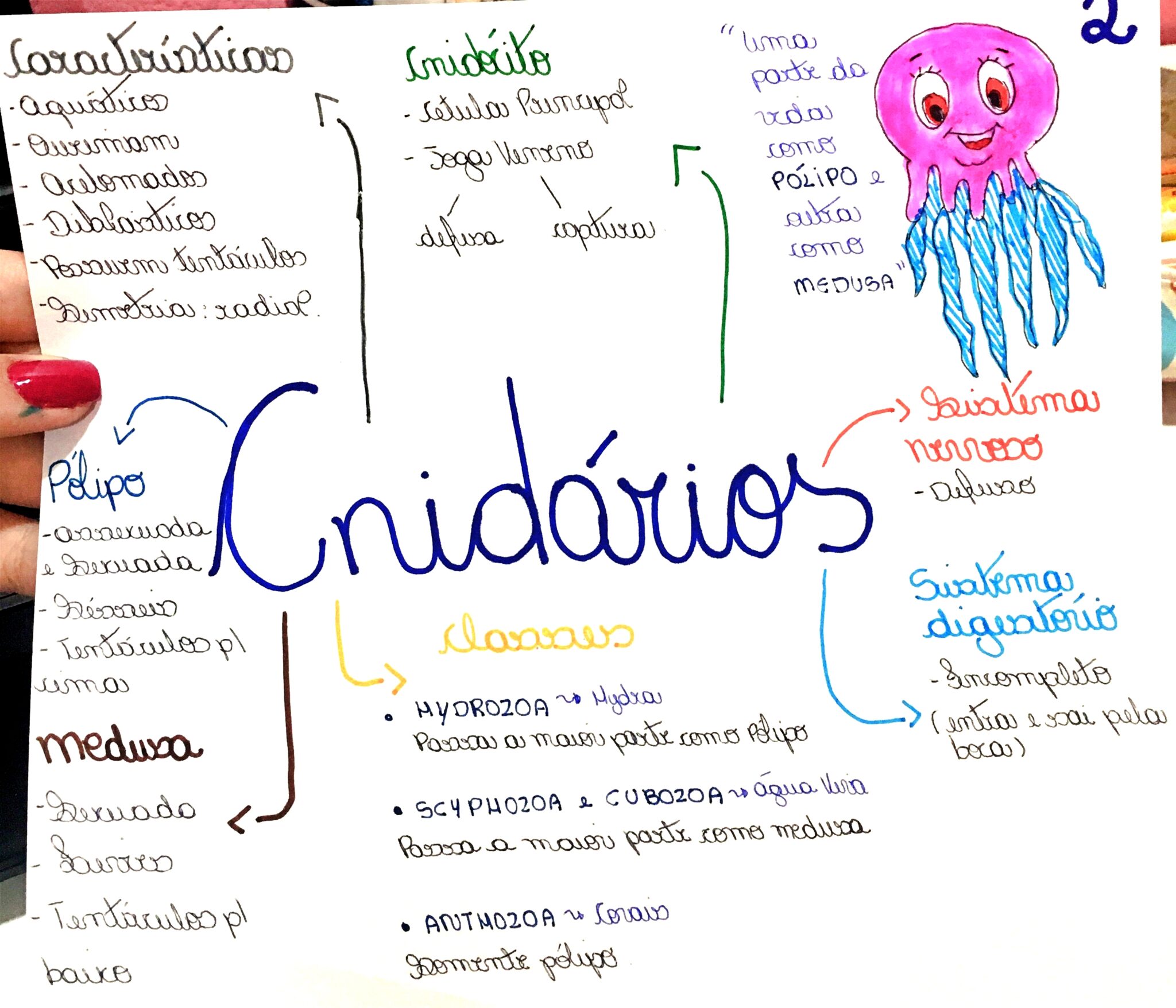 MAPA MENTAL SOBRE CNIDÁRIOS - Maps4Study